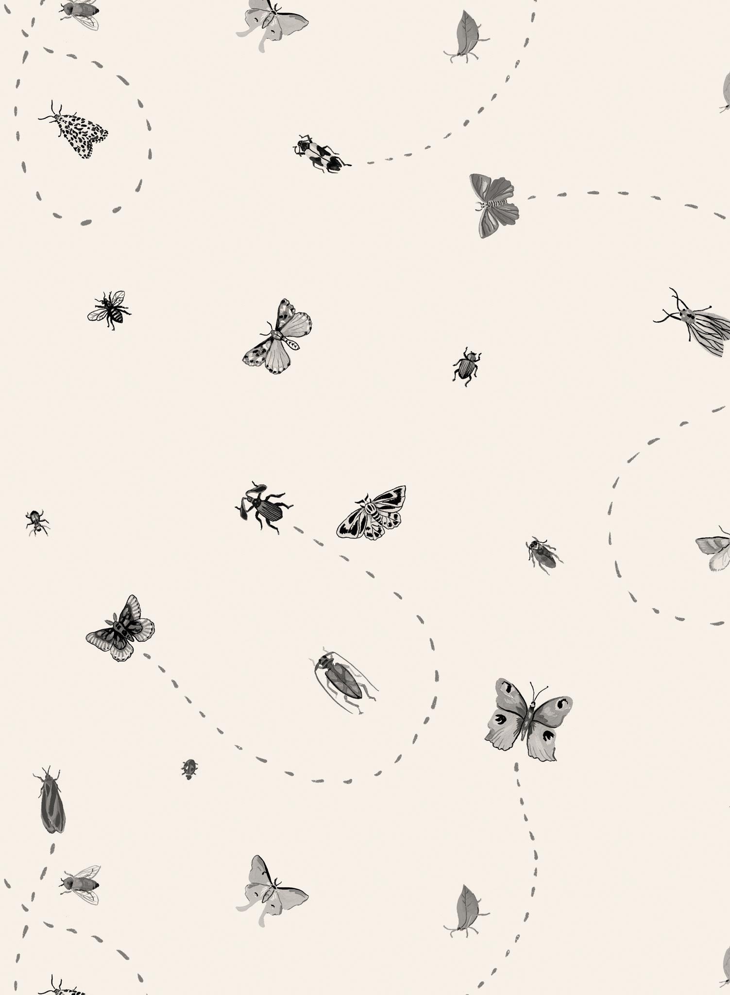 Mosquito