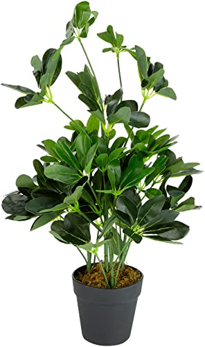 55cm Dark Plant