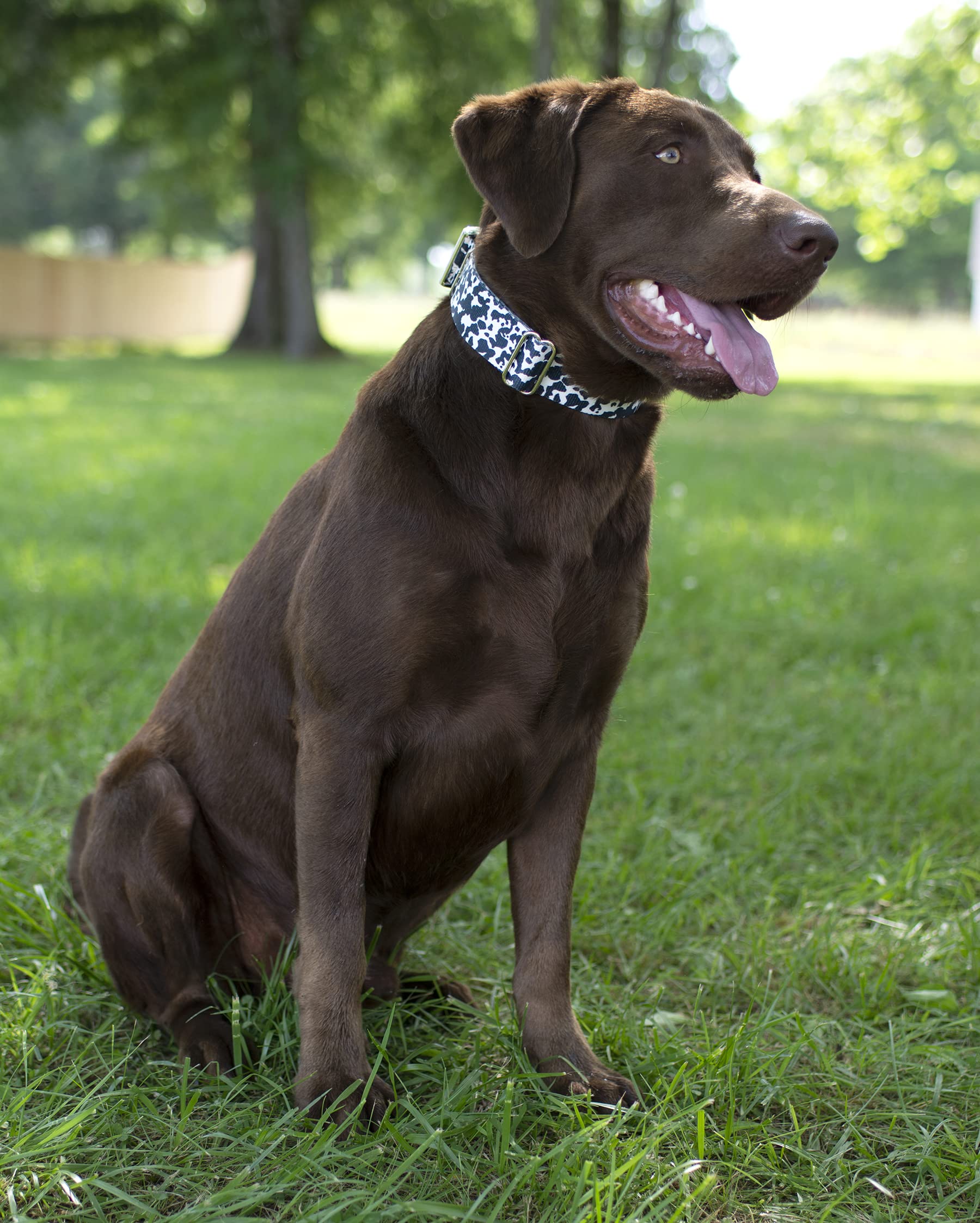 Country Brook Design - Durable Polyester Webbing with Dairy Cow Print - Perfect for DIY Crafts, Pet Collars, and Fashion Accessories