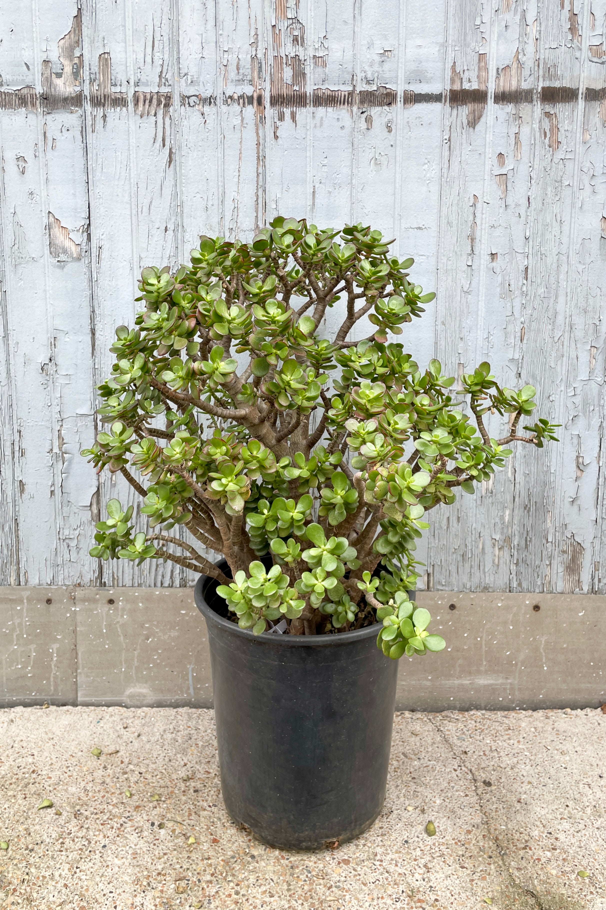Crassula ovata 'Crosby' - Jade Plant Succulent in 5-Inch Pot | Perfect for Home Decor, Office Desk, and Indoor Gardening Gifts