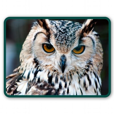 Owl Decal Vinyl Sticker for Car Window, Bumper, Laptop - Waterproof & Durable - Multiple Sizes Available - Perfect for Personalizing Vehicles, Electronics & Home Decor