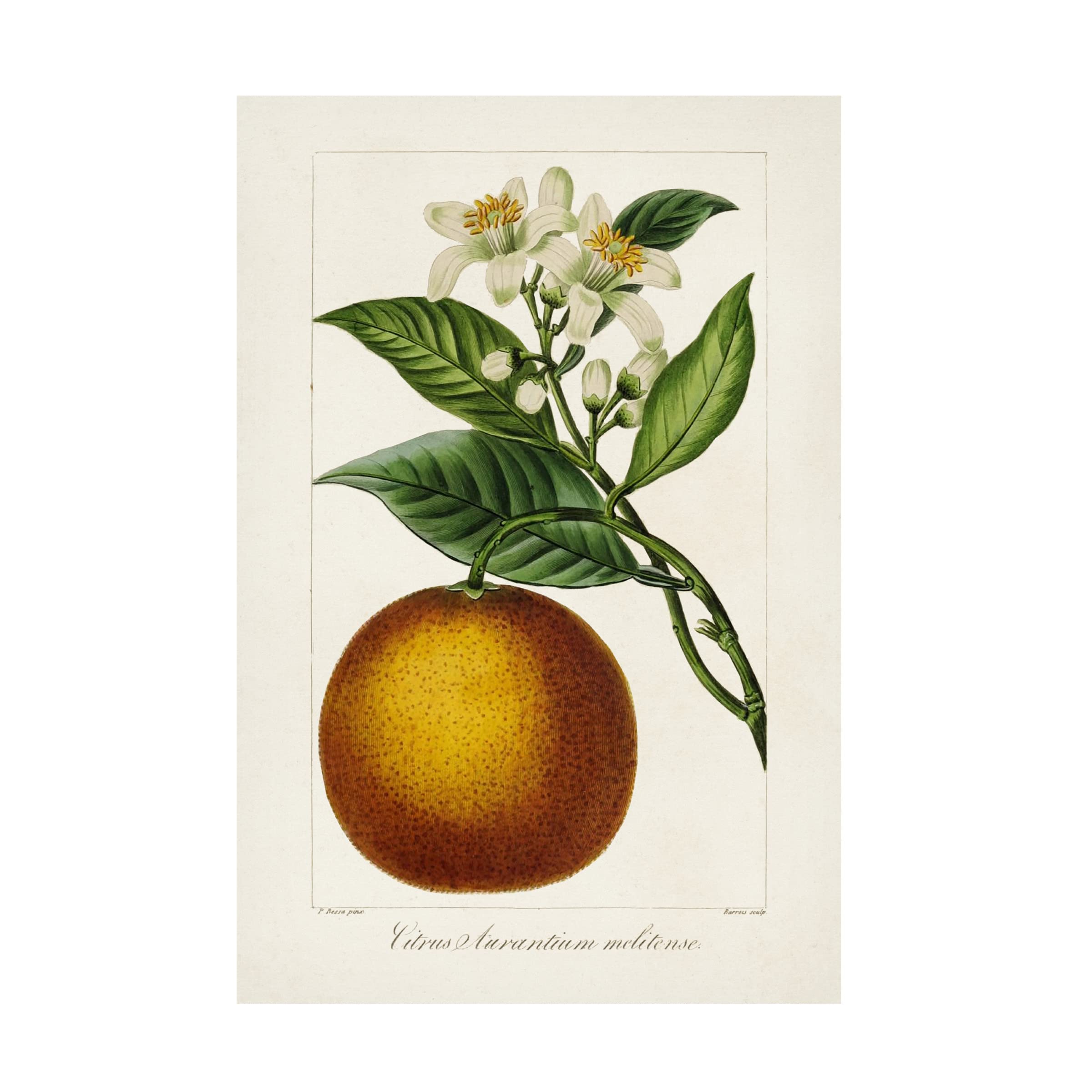 Trademark Fine Art 'Antique Citrus Fruit I' Canvas Art Print by Pancrace Bessa - Vintage Fruit Painting for Kitchen, Dining Room & Farmhouse Decor