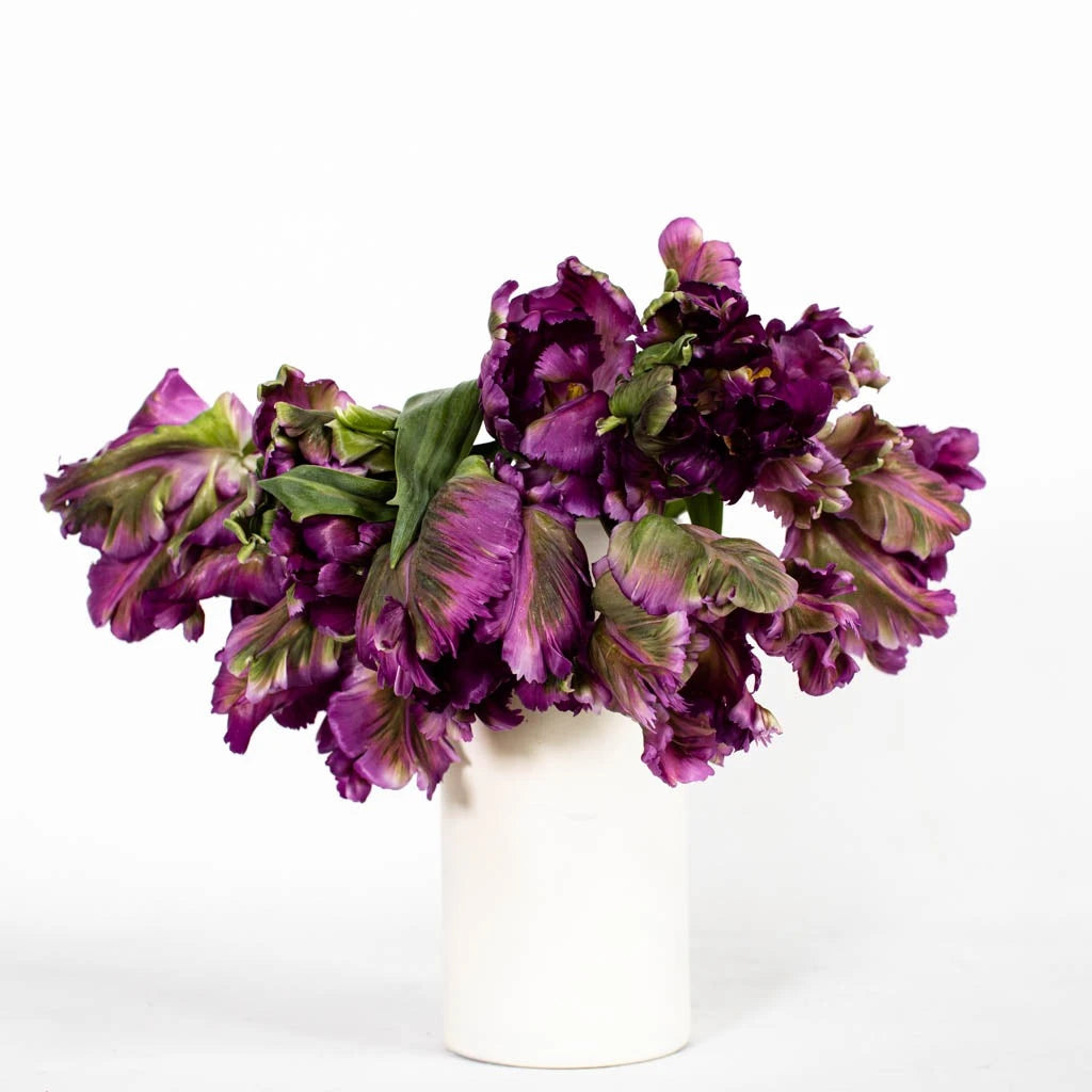Amethyst Garden Parrot Tulip Bulbs - Vibrant Purple Spring Flowers for Landscaping & Garden Decor