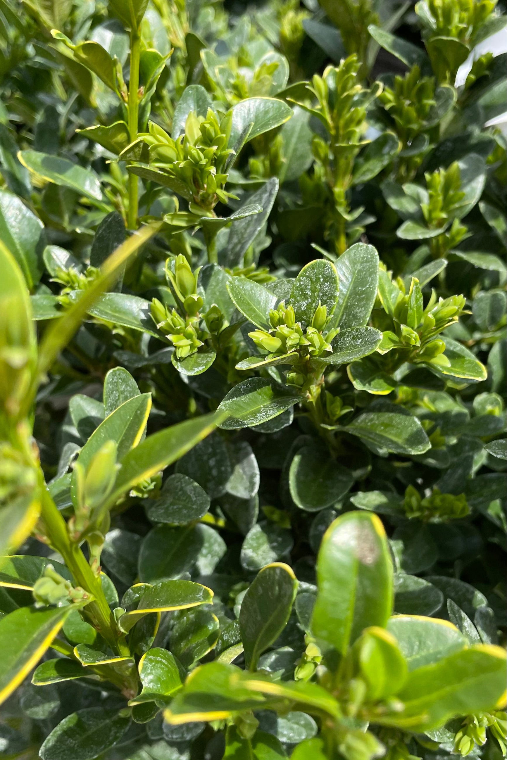 Buxus 'Green Velvet' #3 - Premium Evergreen Shrub for Landscaping, Hedges & Container Gardening | Perfect for Garden Borders, Topiary & Year-Round Greenery