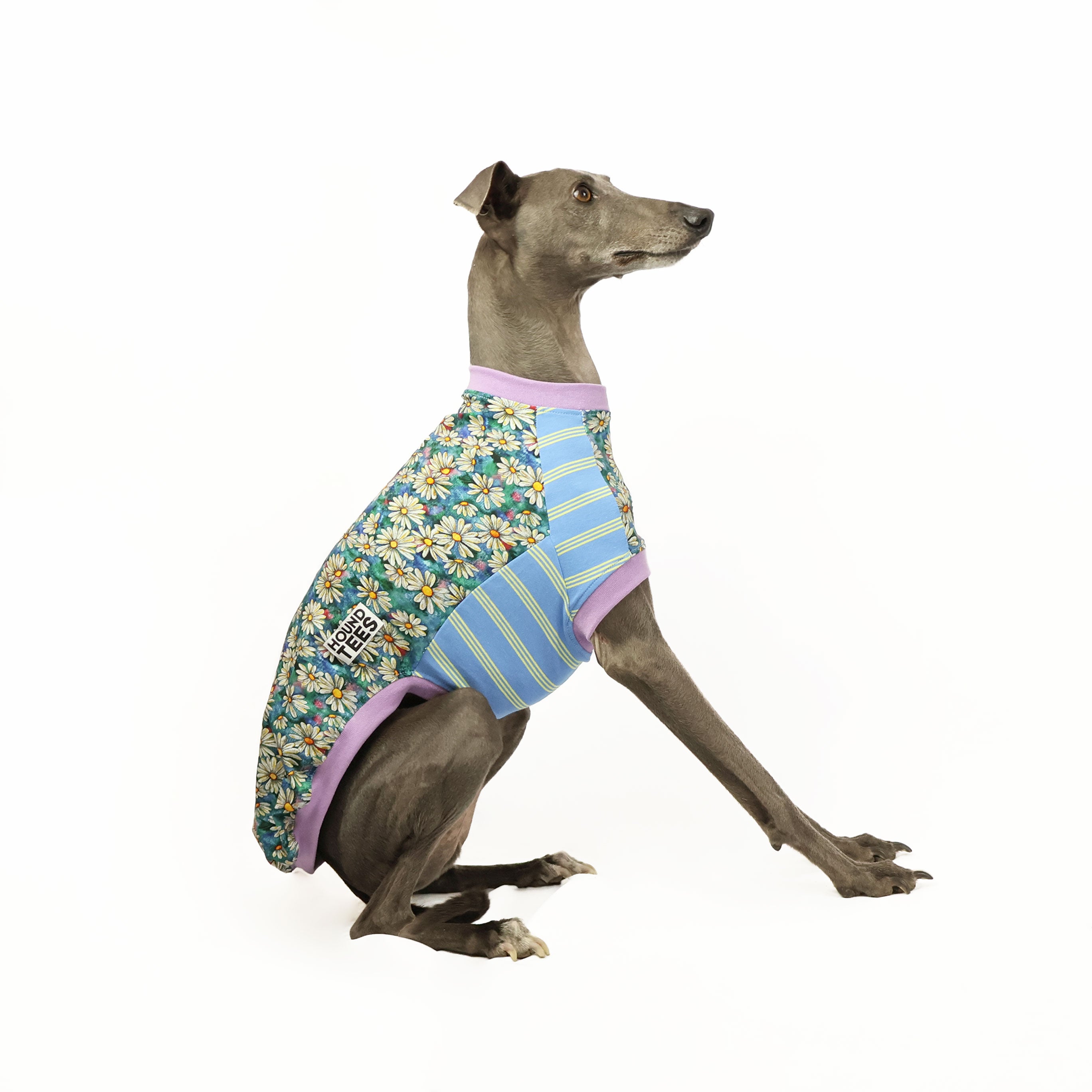 Whoopsie Daisy Whippet Sleeveless Hound T-Shirt | Funny Dog Lover Apparel for Women & Men | Perfect for Dog Parks, Walks & Casual Outings