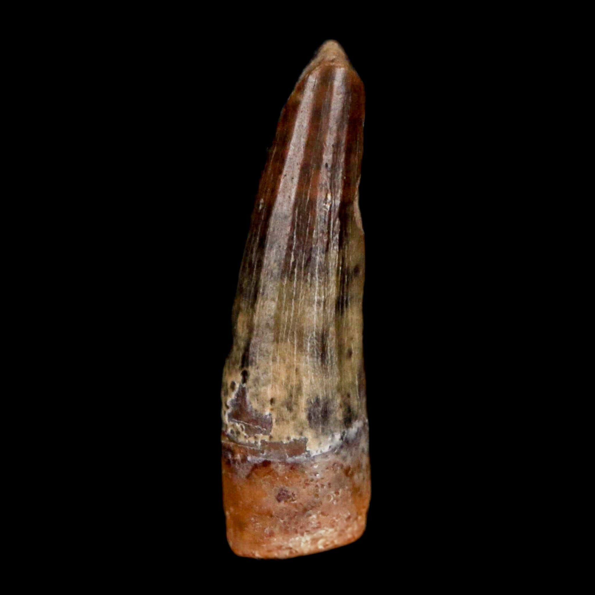 Authentic Suchomimus Dinosaur Fossil Tooth - Cretaceous Spinosaurid from Niger with COA | Perfect for Paleontology Collectors & Dinosaur Enthusiasts