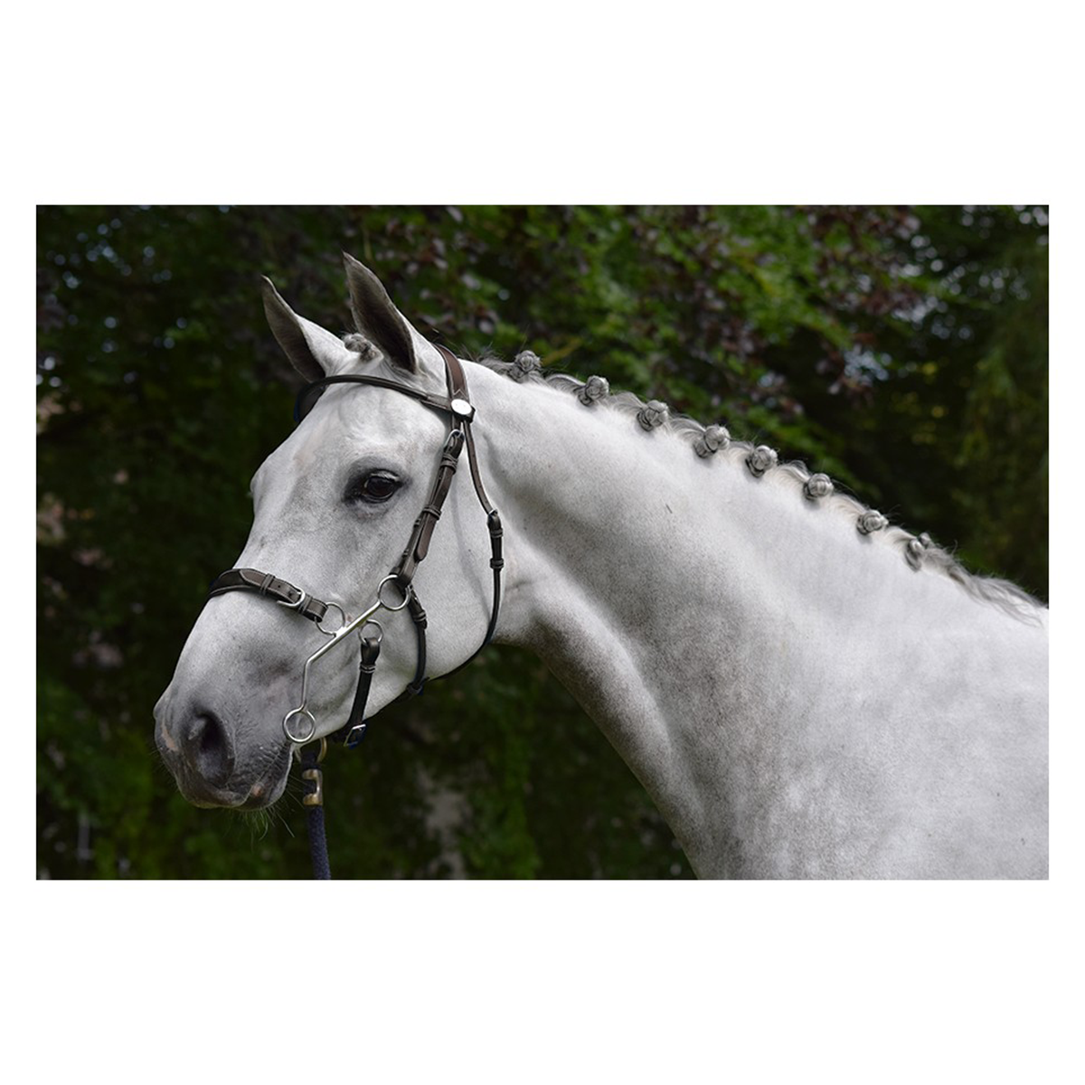 Jump'in Hackamore Bridle - Durable Horse Training Equipment for Western Riding & Trail Use | Week Collection