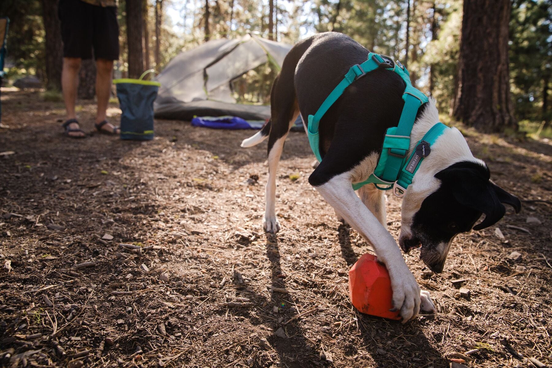 Ruffwear No Pull Dog Harness - Front Range Adjustable Pet Vest for Medium & Large Dogs - Perfect for Hiking, Running & Outdoor Adventures
