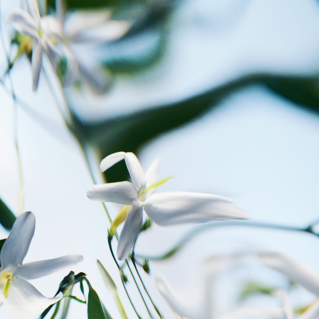 Blanche Absolu Perfume for Women - Luxury Floral Scent, Long-Lasting Fragrance for Everyday Wear & Special Occasions