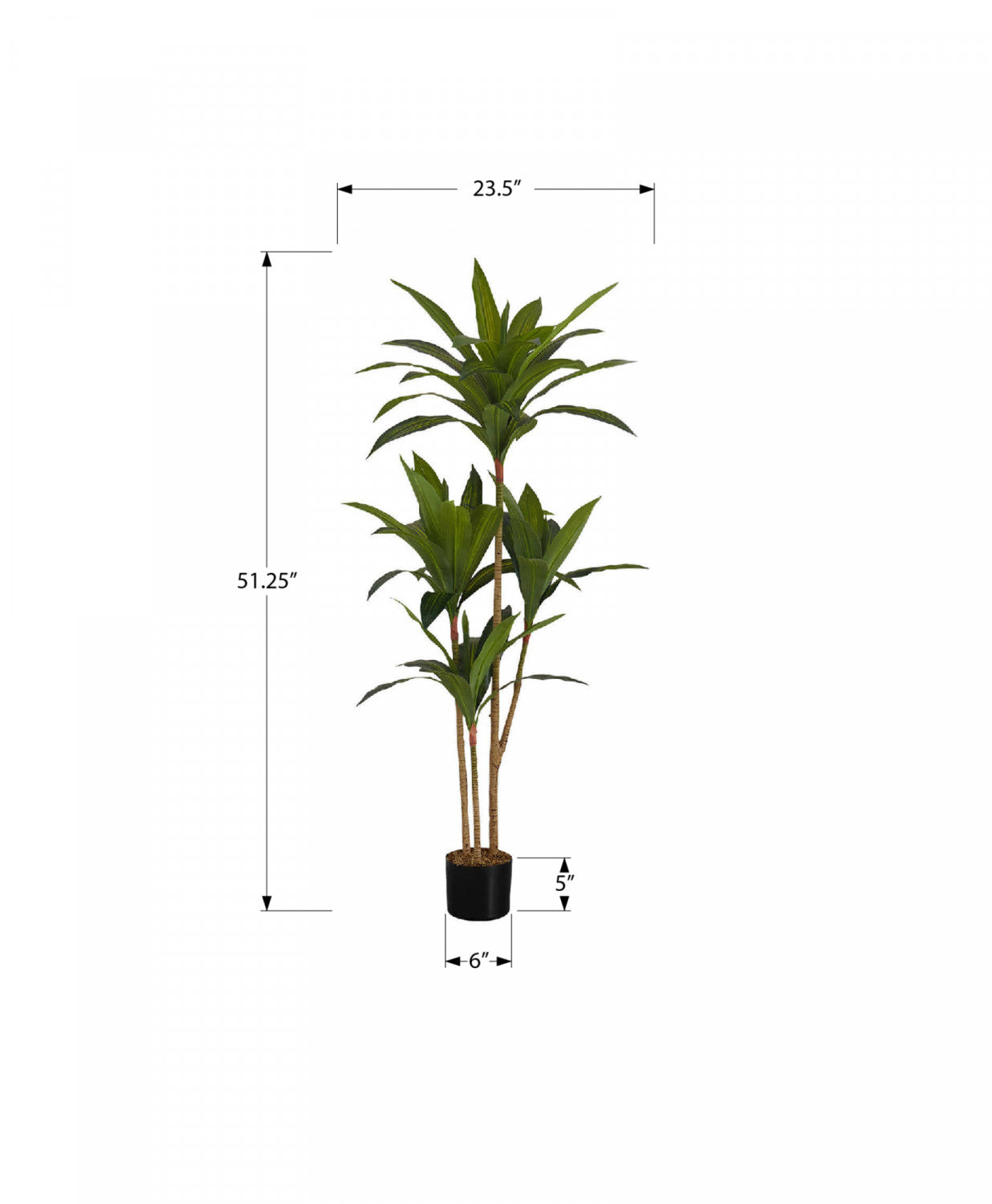 51 Dracaena Plant in 5 Black Pots - Indoor Houseplant for Home & Office Decor - Perfect for Living Room, Bedroom, or Workspace