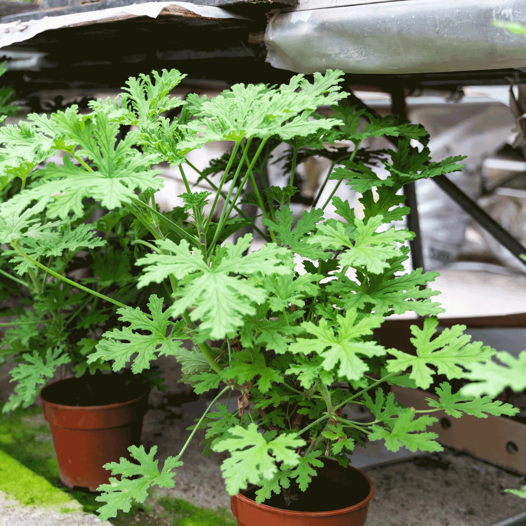 Natural Citronella Bush Plants for Sale - Mosquito Repellent Outdoor Garden Decor | Perfect for Patio, Yard & Landscaping