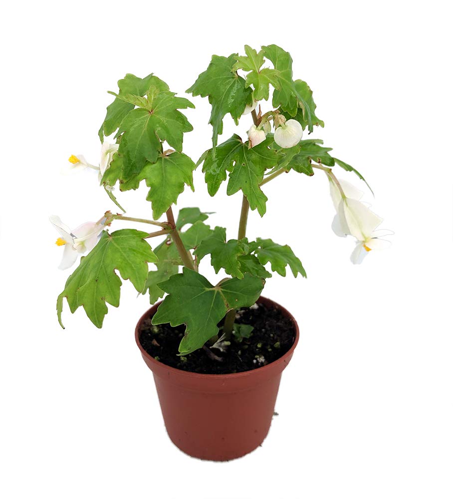 Heirloom Lacy Wing White Begonia Plant - 2.5 Inch Pot - Beautiful Indoor Houseplant for Home Decor, Office Desk, and Gift Giving