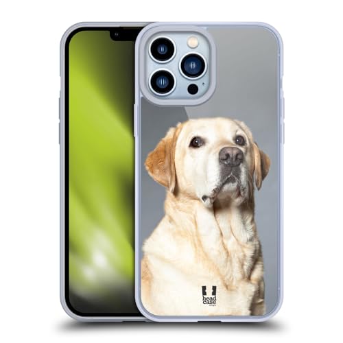 Blonde Labrador Retriever Dog