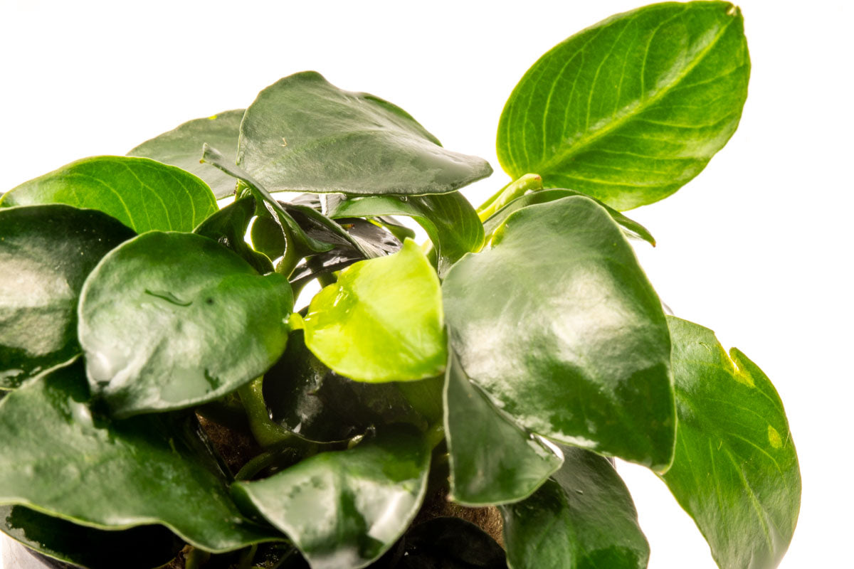 Anubias Barteri Petite Round Live Aquarium Plant - Easy Low Light Freshwater Aquatic Plant for Fish Tanks, Aquascaping & Nano Tanks