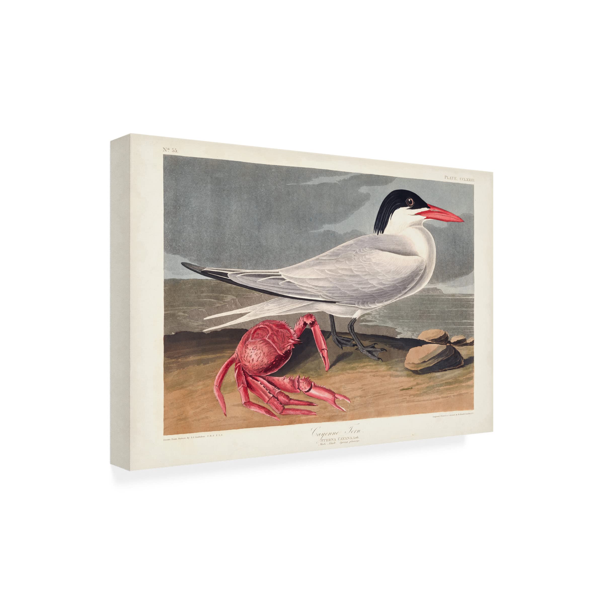 John James Audubon 'Cyenne Tern' Canvas Art Print - 16x24 Inch Wildlife Bird Painting - Premium Trademark Fine Art for Living Room, Office & Home Decor