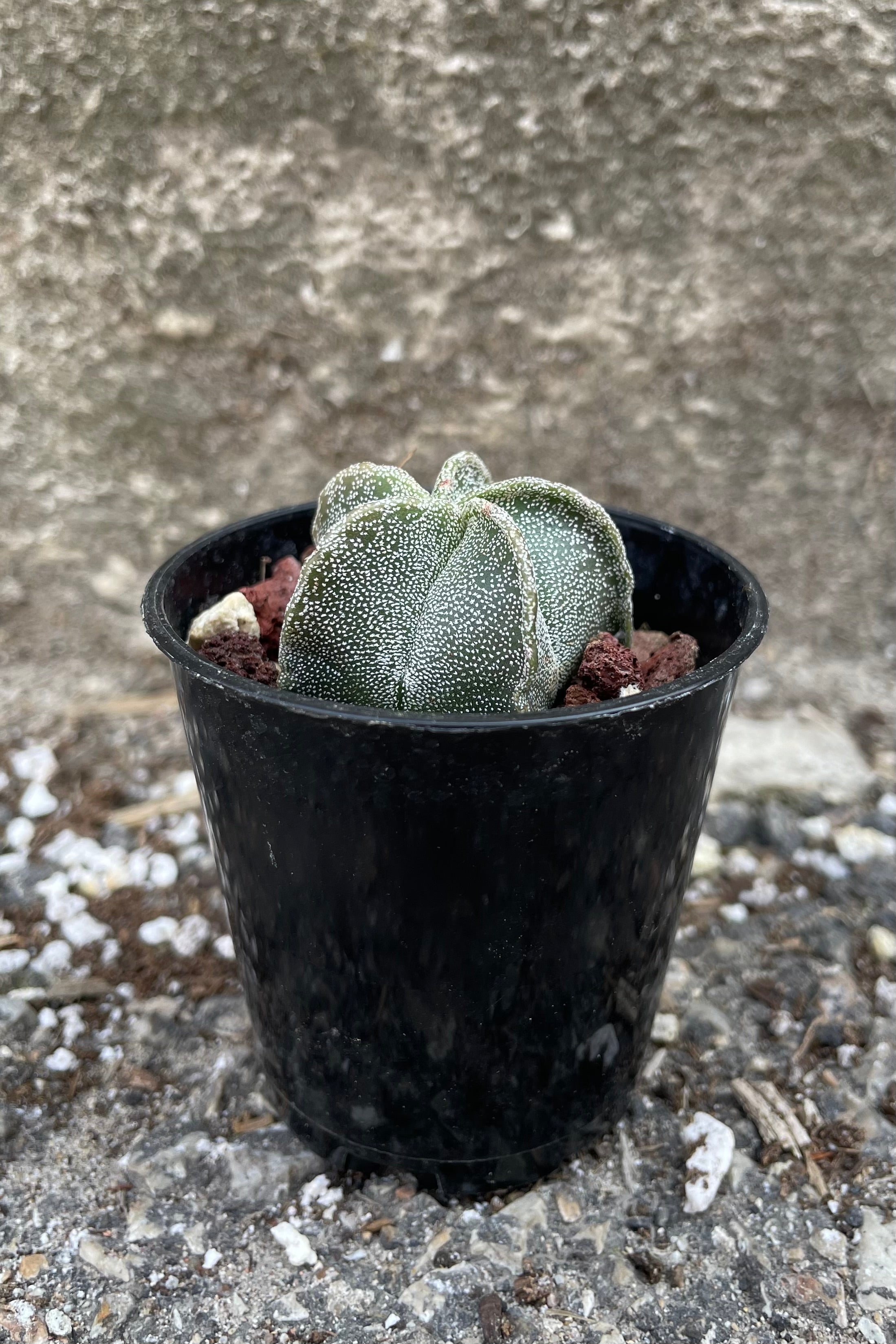 Bishop's Cap Cactus (Astrophytum myriostigma) - 2 Inch Live Rare Succulent Plant for Home Decor, Office Desk, or Gift