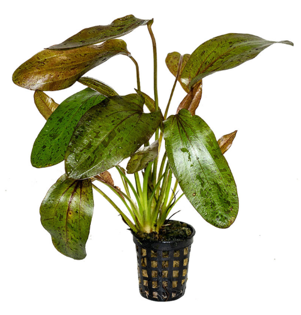 TCulture Echinodorus Green Flame Aquatic Plant - Live Freshwater Aquarium Plant for Fish Tanks, Ponds & Aquatic Gardens - Perfect for Aquascaping & Natural Habitat Decoration