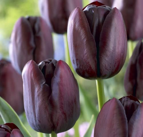 Queen of Night Single Late Tulip Bulbs (Tulipa 'Queen of Night') - 50 Pack, Size 12/+ cm, Open Pollinated Heirloom Non-GMO Perennial Bulbs for Planting - Perfect for Garden Beds, Borders, Cut Flower Arrangements & Spring Landscaping