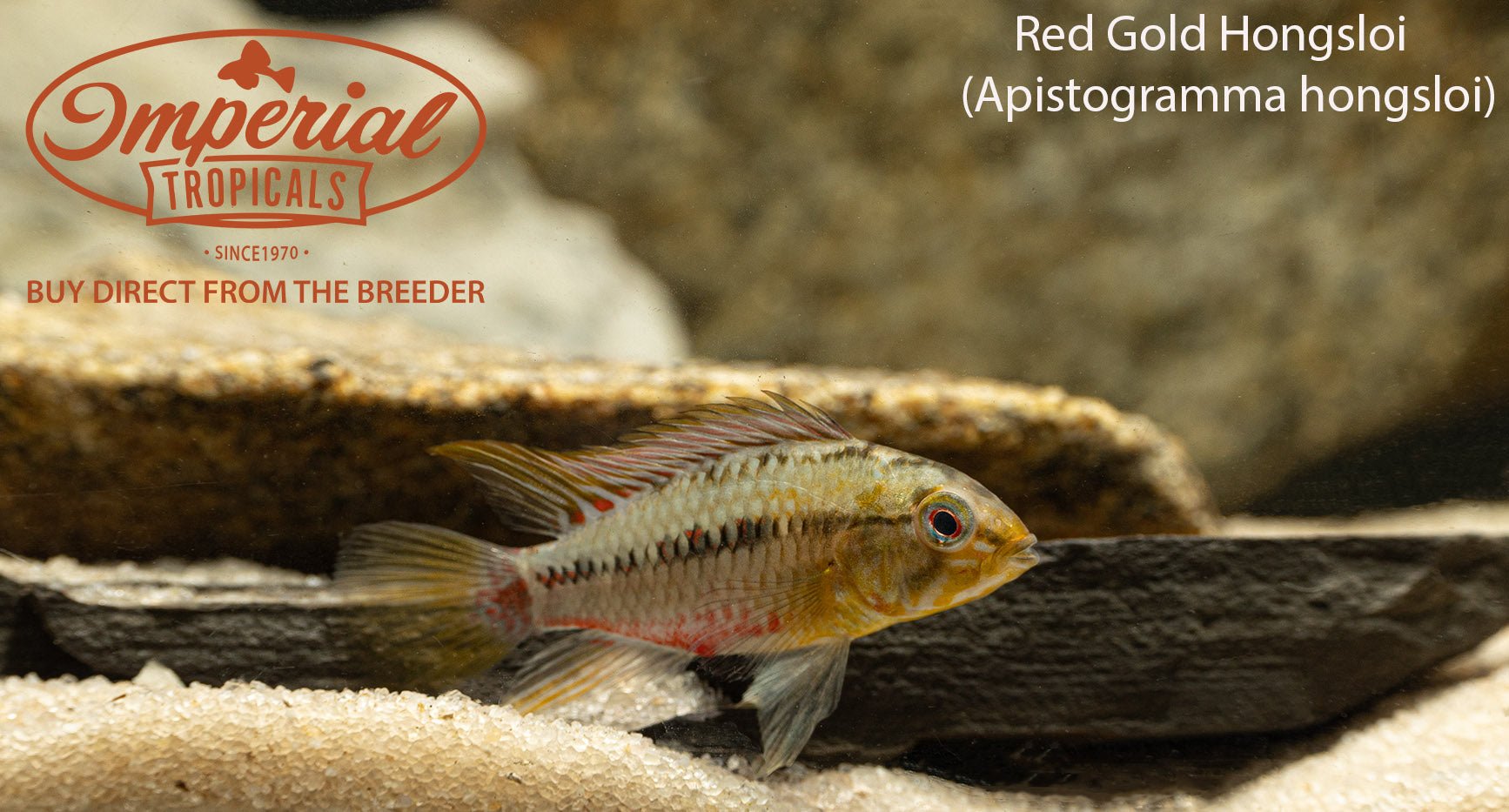 Premium Red Gold Hongsloi Betta Fish - Vibrant Color Tropical Fish for Aquariums & Fish Tanks | Perfect for Home Decor, Office Aquascaping & Pet Lovers