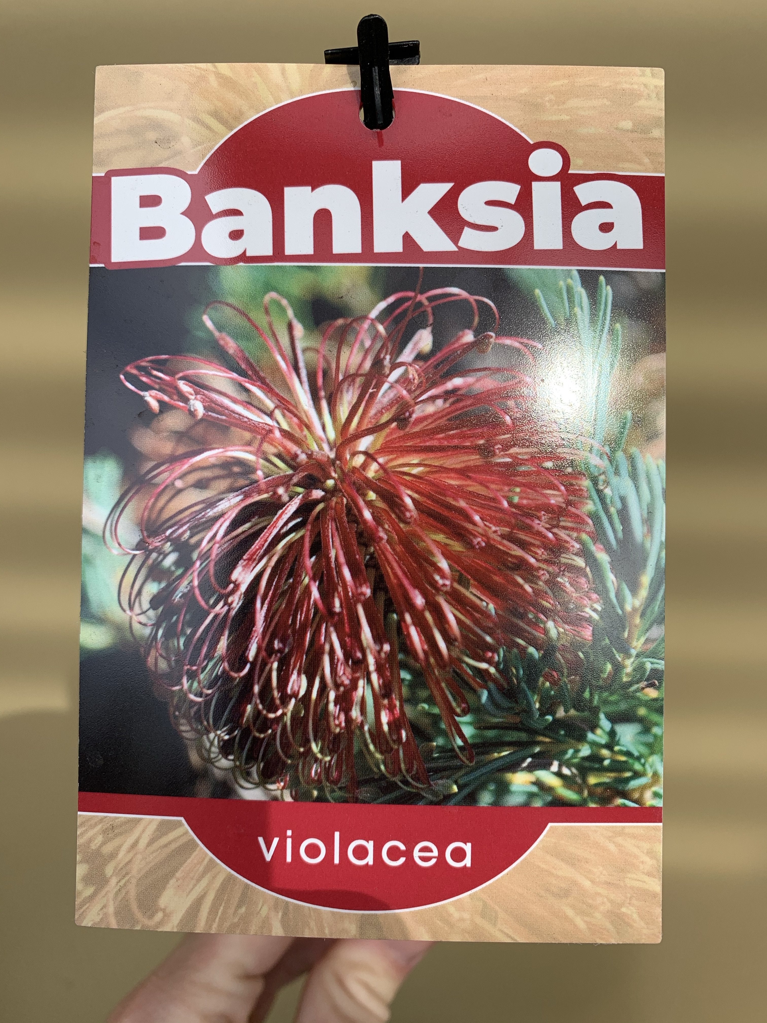 Banksia Violacea - Rare Purple Banksia Flower Seeds for Planting | Unique Australian Native Plant for Home Garden & Landscaping | Perfect for DIY Floral Arrangements & Gift Ideas
