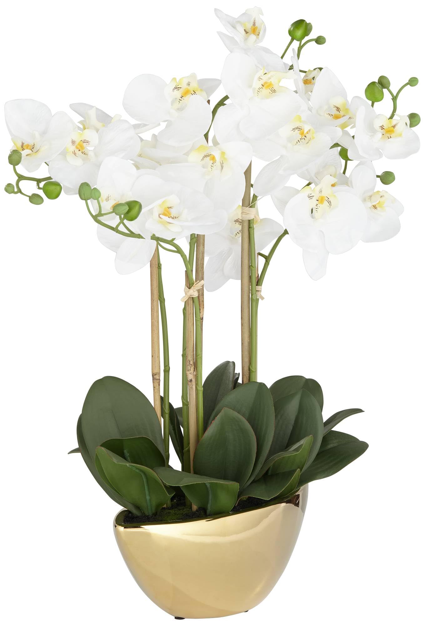 Belvois White Orchid 22