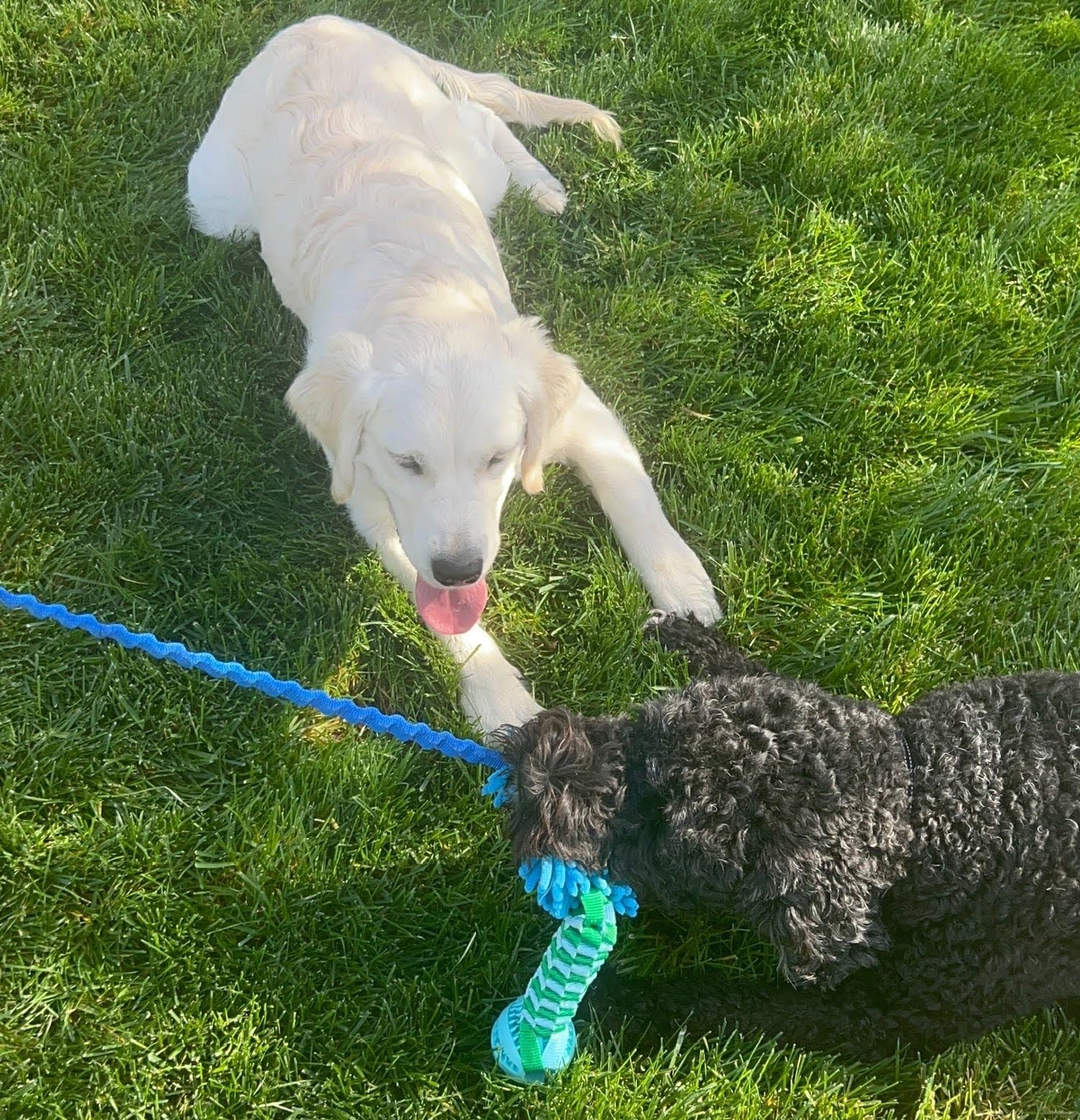 Durable Dog Tug of War Toy with Ball - Interactive Chew Toy for Small, Medium & Large Dogs | Puppy Training & Agility Exercise | Teeth-Friendly Design Reduces Destructive Chewing (Blue/Green) - Perfect for Indoor Play, Backyard Fun & Bonding Time