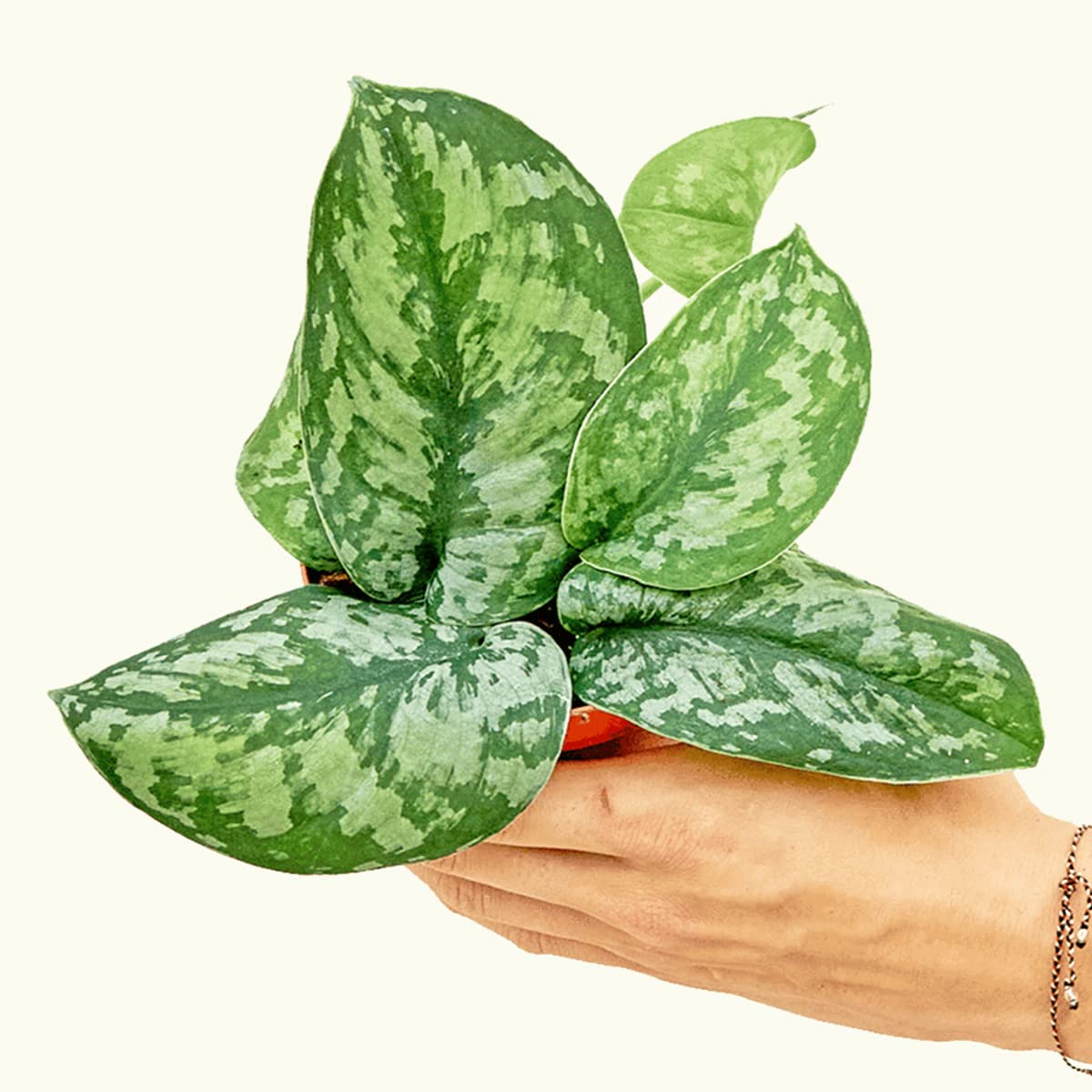 Silver Pothos (Scindapsus pictus 'Exotica') - Live Easy Care Indoor Houseplant in 4 Inch Pot | Perfect for Home Decor, Office Plants & Low Light Spaces