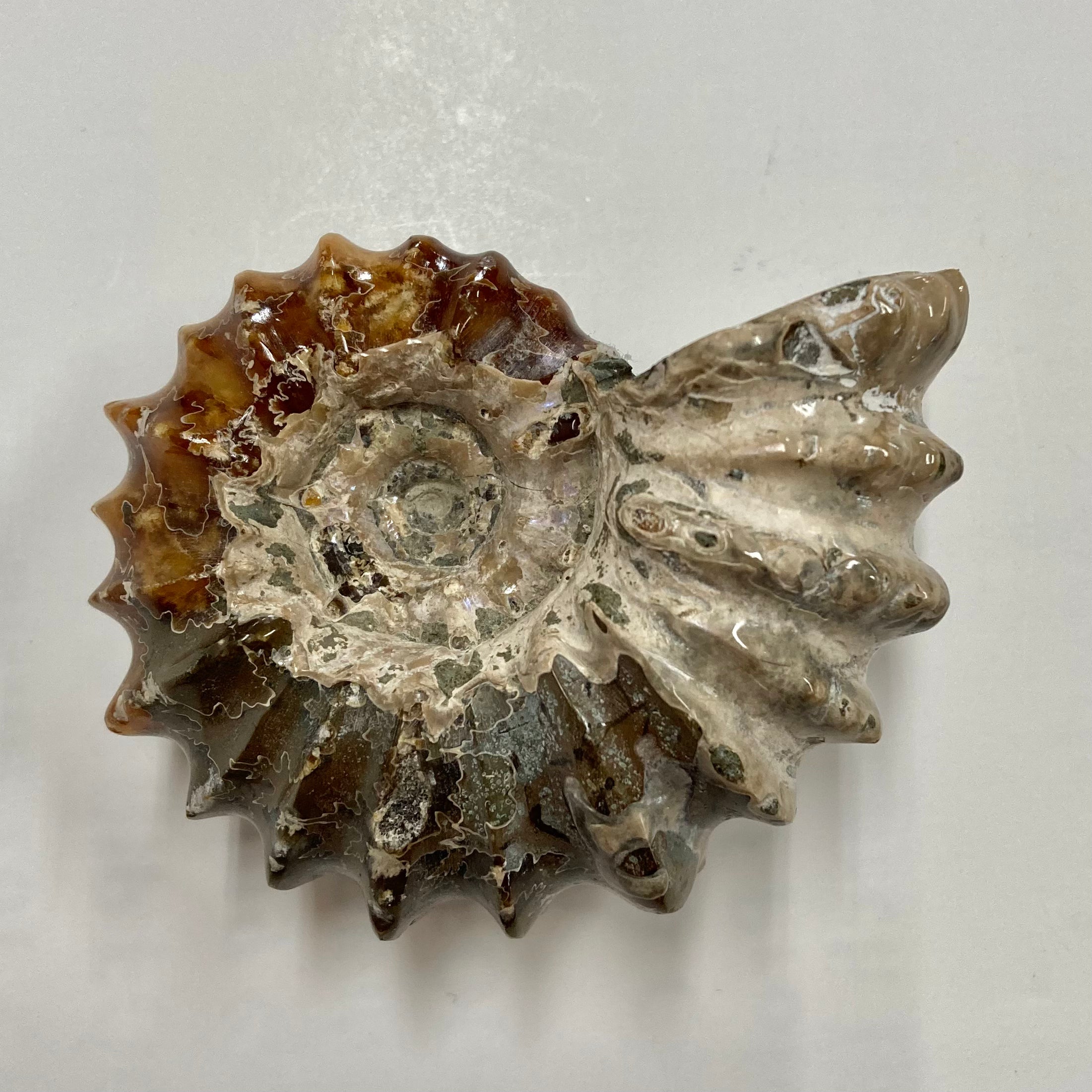 Authentic Ammonite Fossil - Douvilleiceras sp. - Premium Natural Collectible for Home Decor, Meditation & Healing Crystals - Perfect for Geology Enthusiasts & Spiritual Practitioners