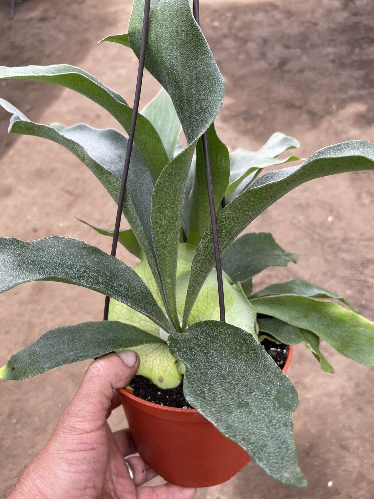 Large Staghorn Fern Platycerium - 16” Tall x 12” Wide - Live Plant for Indoor/Outdoor Gardening - Perfect for Hanging Baskets, Wall Mounts & Tropical Decor