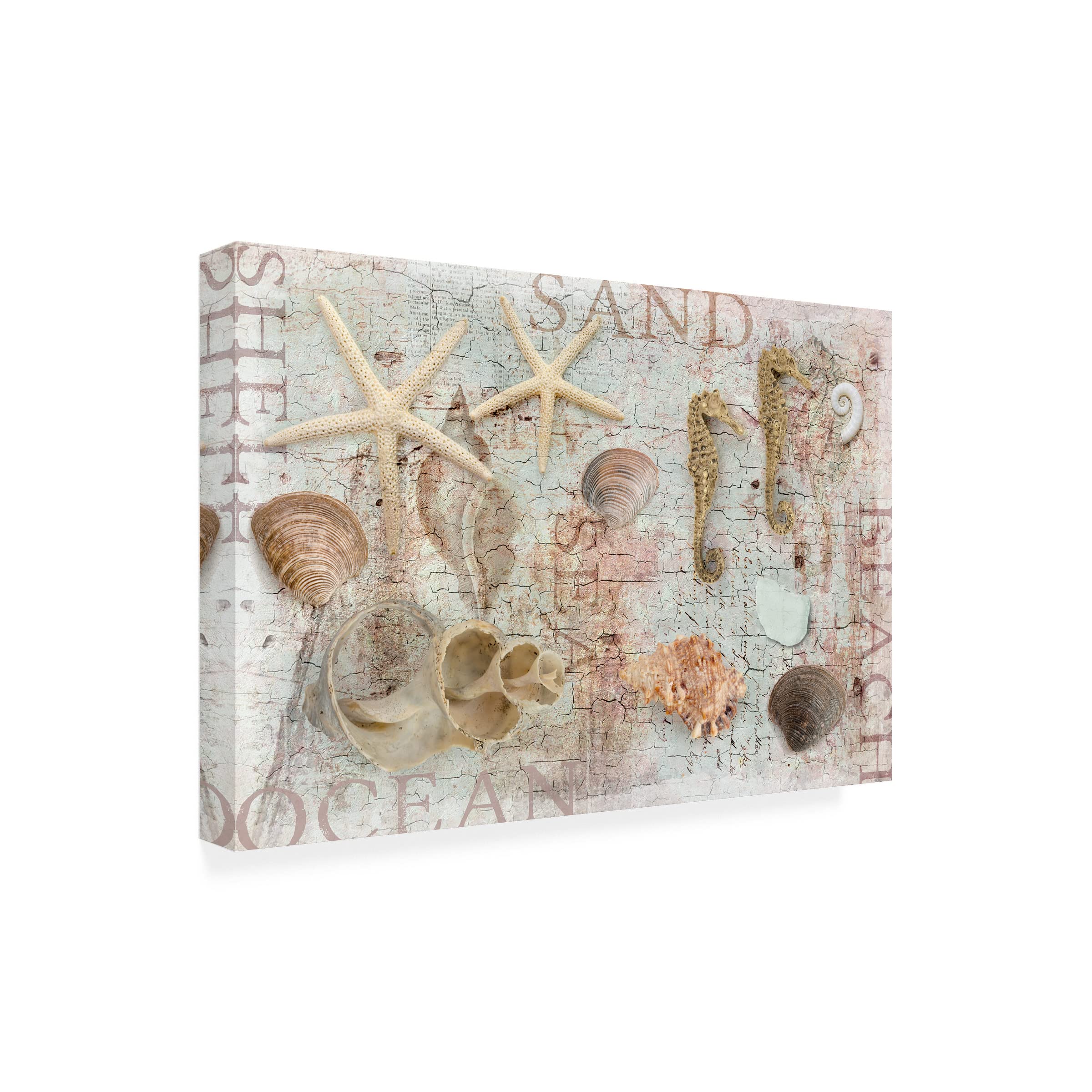 Trademark Fine Art 'Beach Finds' Canvas Wall Art by Cora Niele - Coastal Home Decor for Living Room, Bedroom & Office