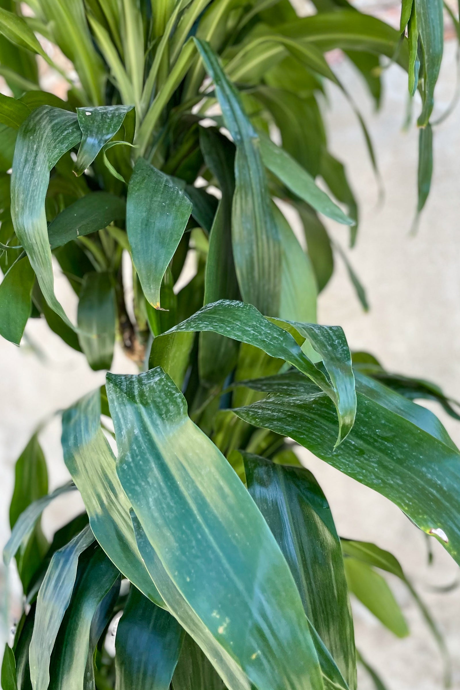 Dracaena 'Elegans' Staggered Cane 12