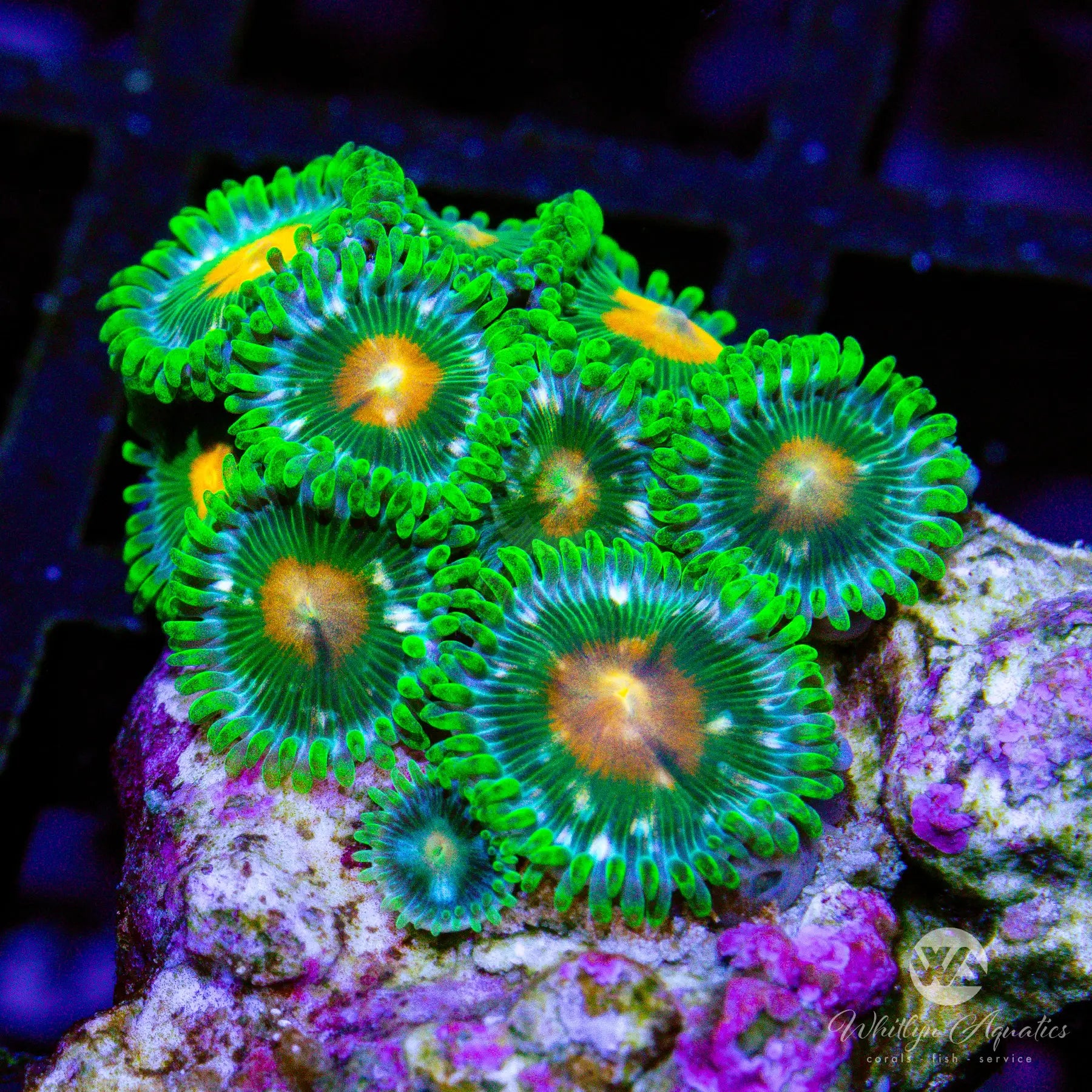 Premium Miami Hurricane Zoa Coral Frag - WYSIWYG Live Coral for Saltwater Aquariums | Perfect for Reef Tanks & Coral Propagation