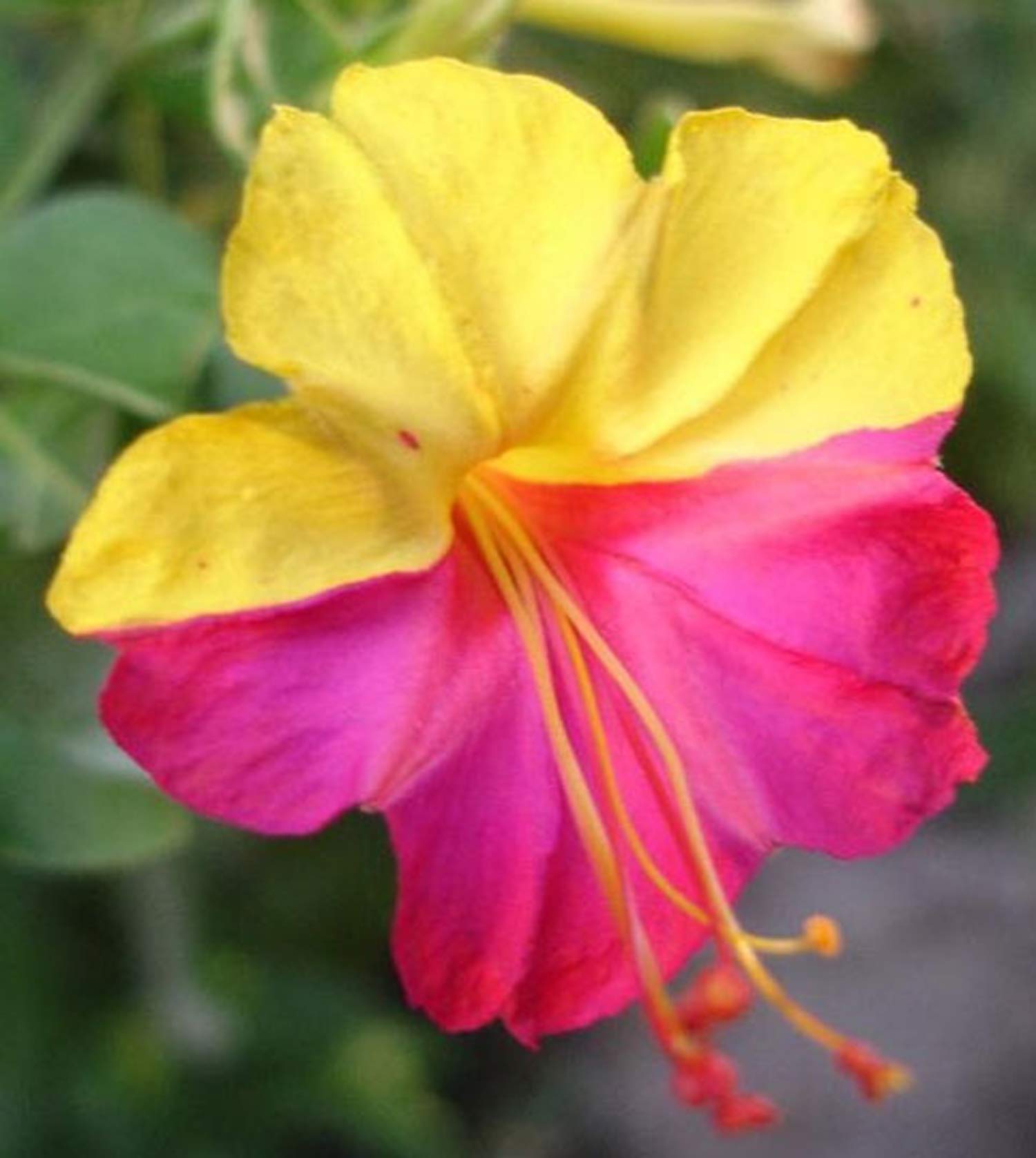 UtopiaSeeds Broken Colors Four O'Clock Flower Seeds (Mirabilis Jalapa) - Heat & Drought Tolerant, Fragrant Blooms for Gardens, Landscaping & Containers - Perfect for Sunny Borders, Patios & Xeriscaping