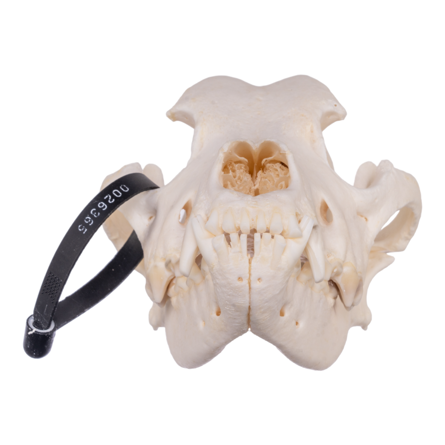Authentic Rottweiler Dog Skull Specimen - Real Domestic Canine Skull for Veterinary Study, Taxidermy & Educational Display | Perfect for Biology Classrooms, Oddity Collections & Halloween Decor