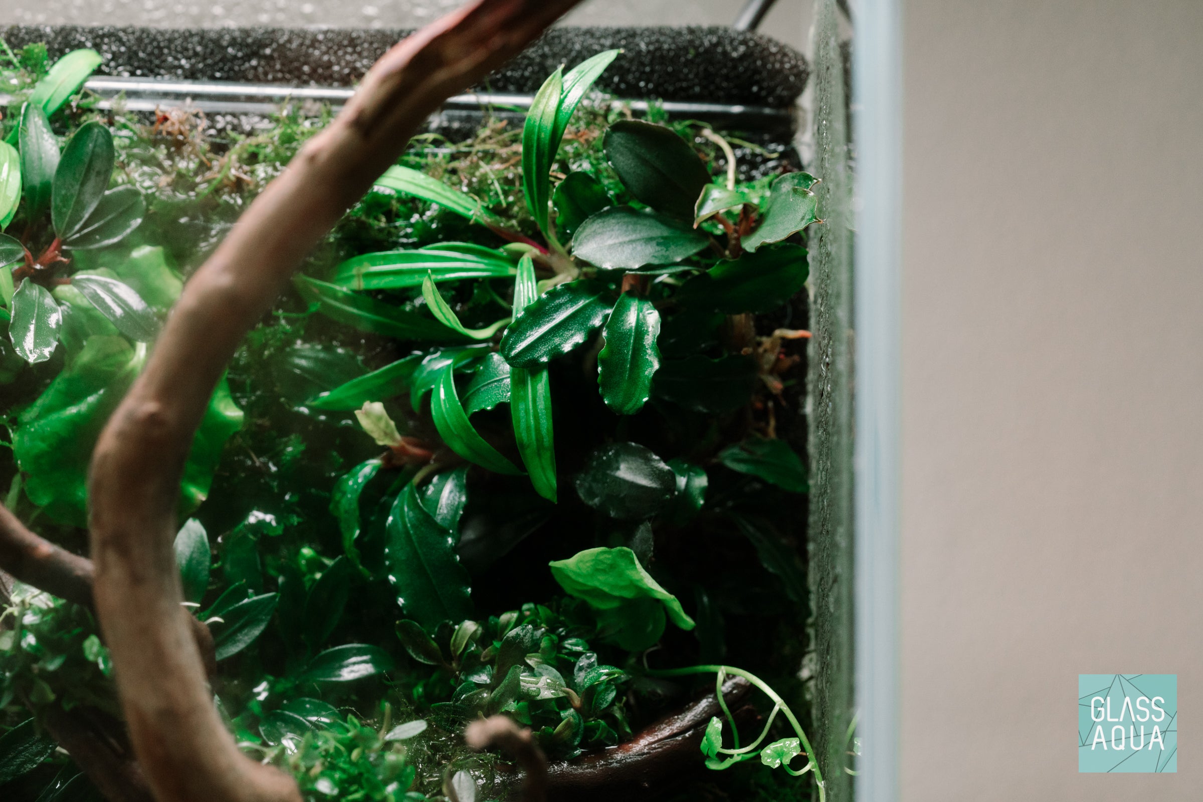 Bucephalandra Red Blade Aquatic Plant - Rare Live Aquarium Plant for Fish Tanks, Aquascaping & Terrariums - Perfect for Low Tech & High Tech Aquariums