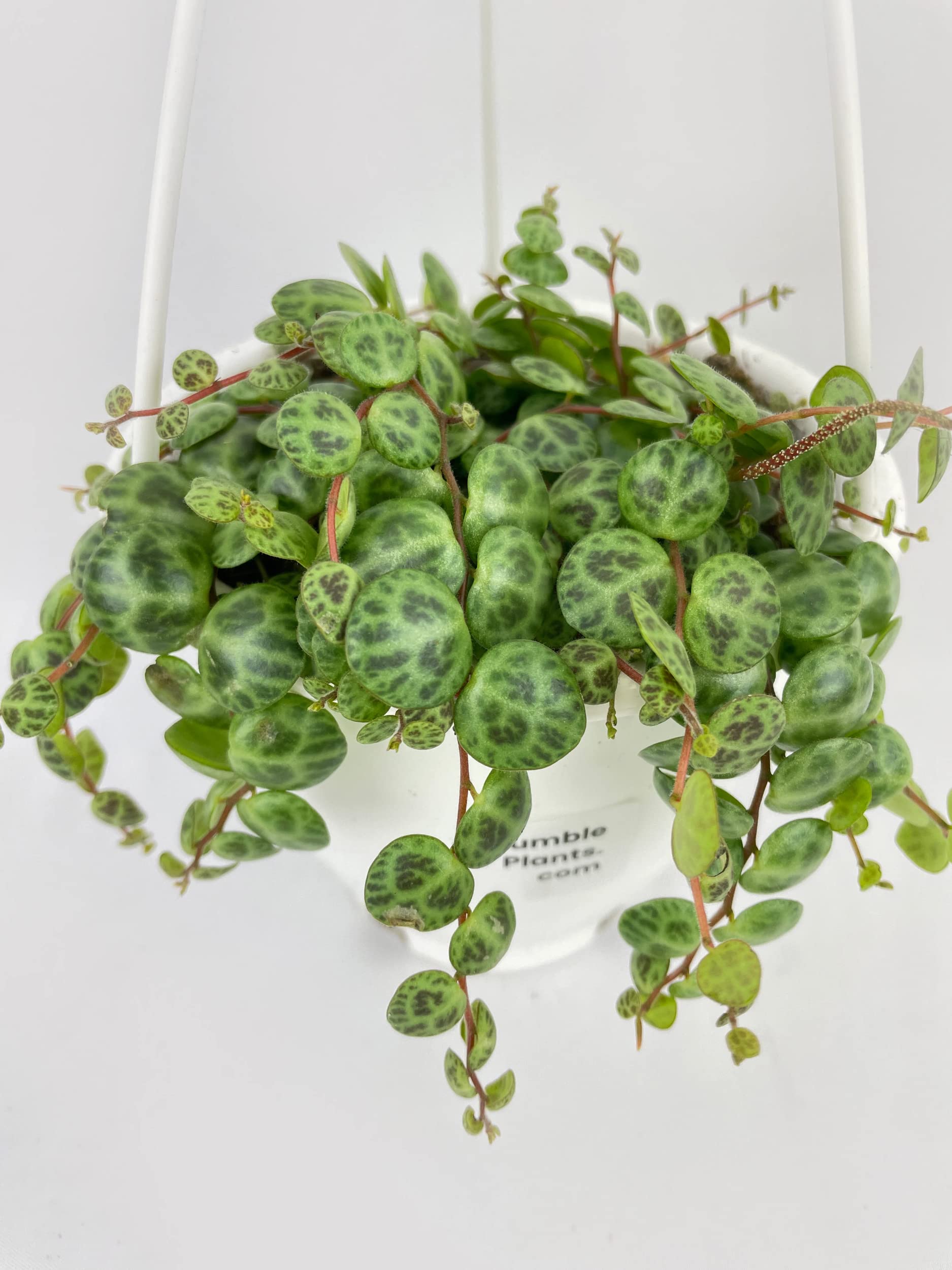 Bumble Plants String of Turtles Succulent - Live Potted Peperomia Prostrata Houseplant for Home & Office Decor | Indoor Hanging Plant for Shelves, Desks & Windowsills