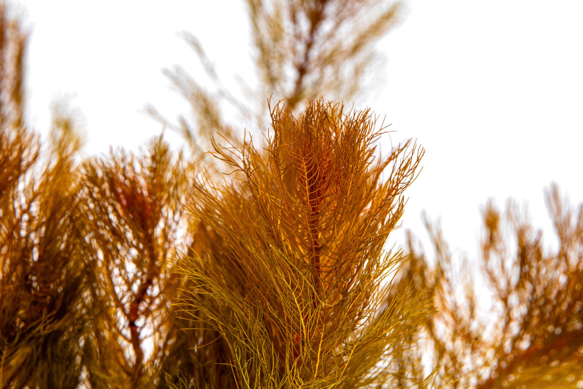 Myriophyllum Tuberculatum Aquatic Plant for Aquariums & Ponds | Oxygenating Live Plant for Fish Tanks | Perfect for Freshwater Aquascaping & Water Gardens