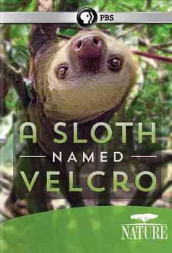 Nature: A Sloth Named Velcro - Cute Plush Sloth Toy for Kids & Animal Lovers | Perfect for Bedtime, Gifts & Jungle-Themed Decor
