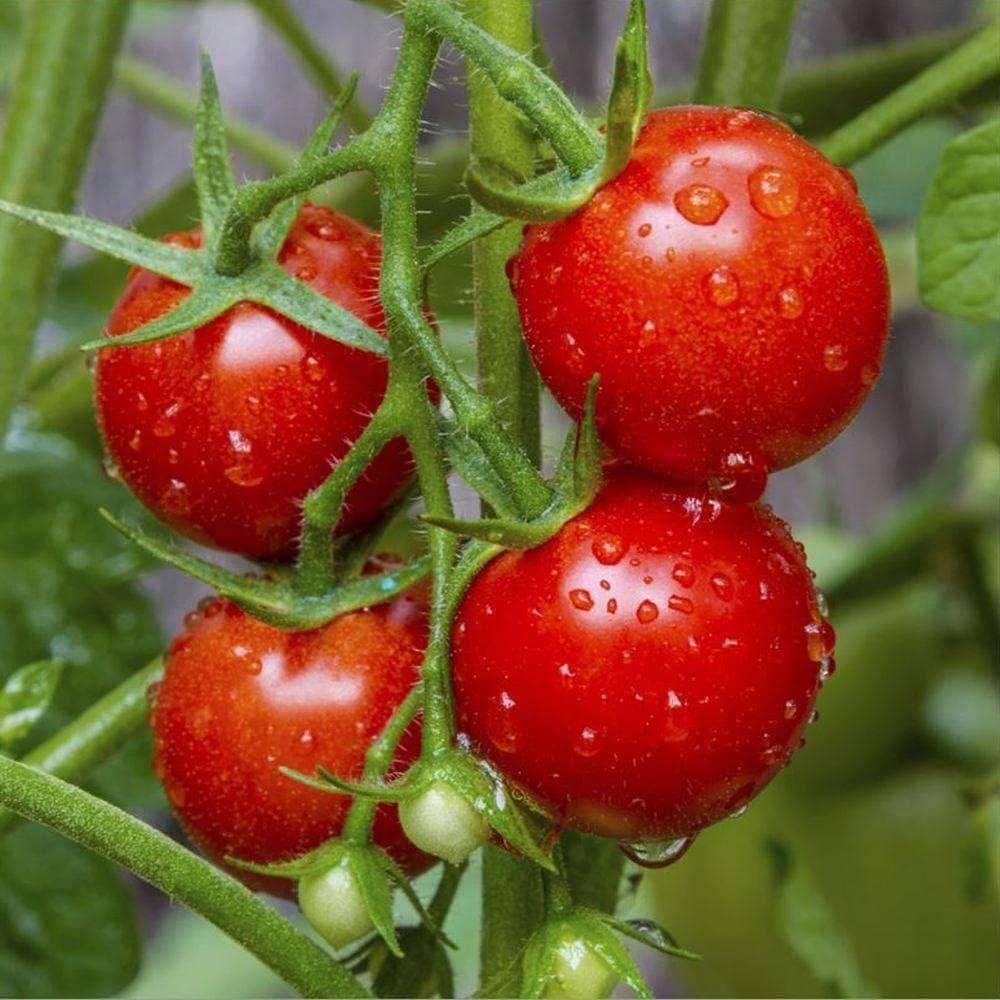 Organic Heirloom Large Red Cherry Tomato Seeds (0.5g) - Non-GMO, High Yield, Sweet Flavor | Patriot Seeds | Perfect for Home Gardens, Containers & Fresh Salads
