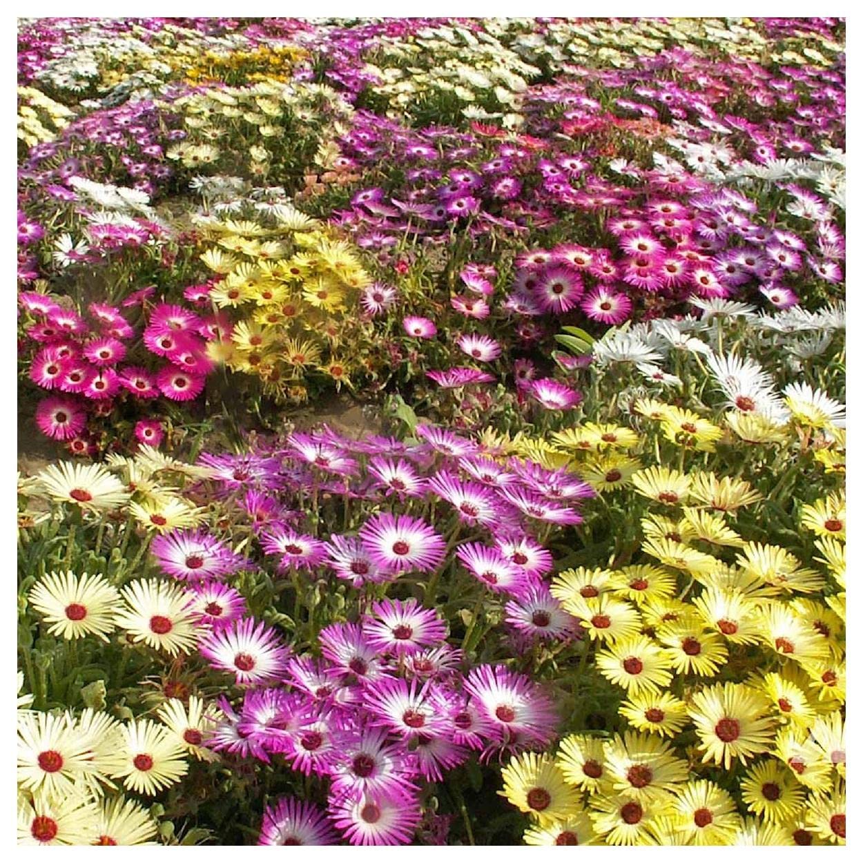 Everwilde Farms - 2000 Livingston Daisy Ice Plant Wildflower Seeds - Gold Vault Jumbo Seed Packet for Garden, Landscaping & Pollinator-Friendly Planting