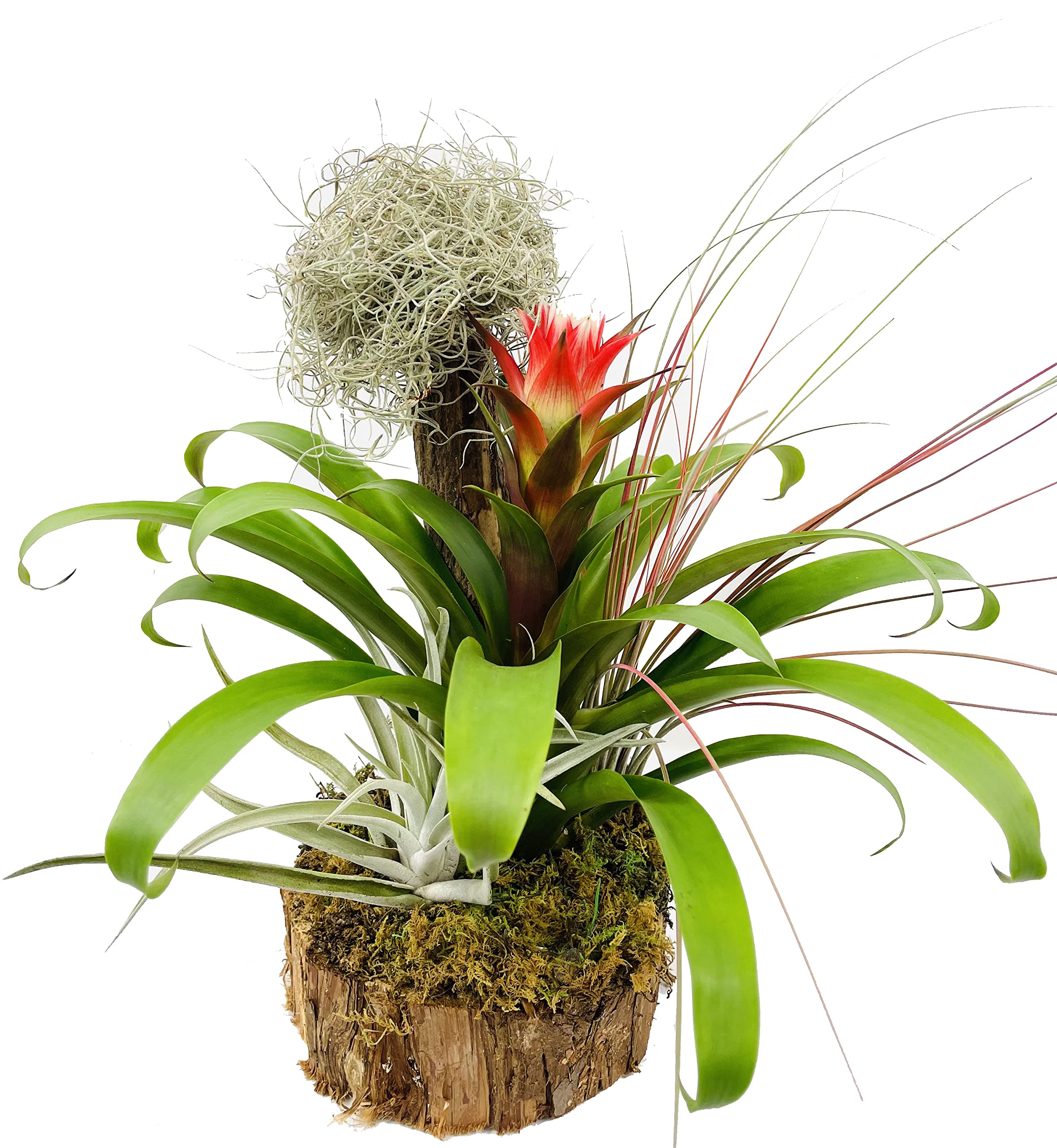 Bromeliad and Air Plant Tree - Live Tropical Houseplants for Home Decor, Handcrafted Plant Arrangement, Air-Purifying Indoor Plants, 12-Inch Tall Colorful Florist-Quality Plants for Office Desk, Living Room & Bedroom