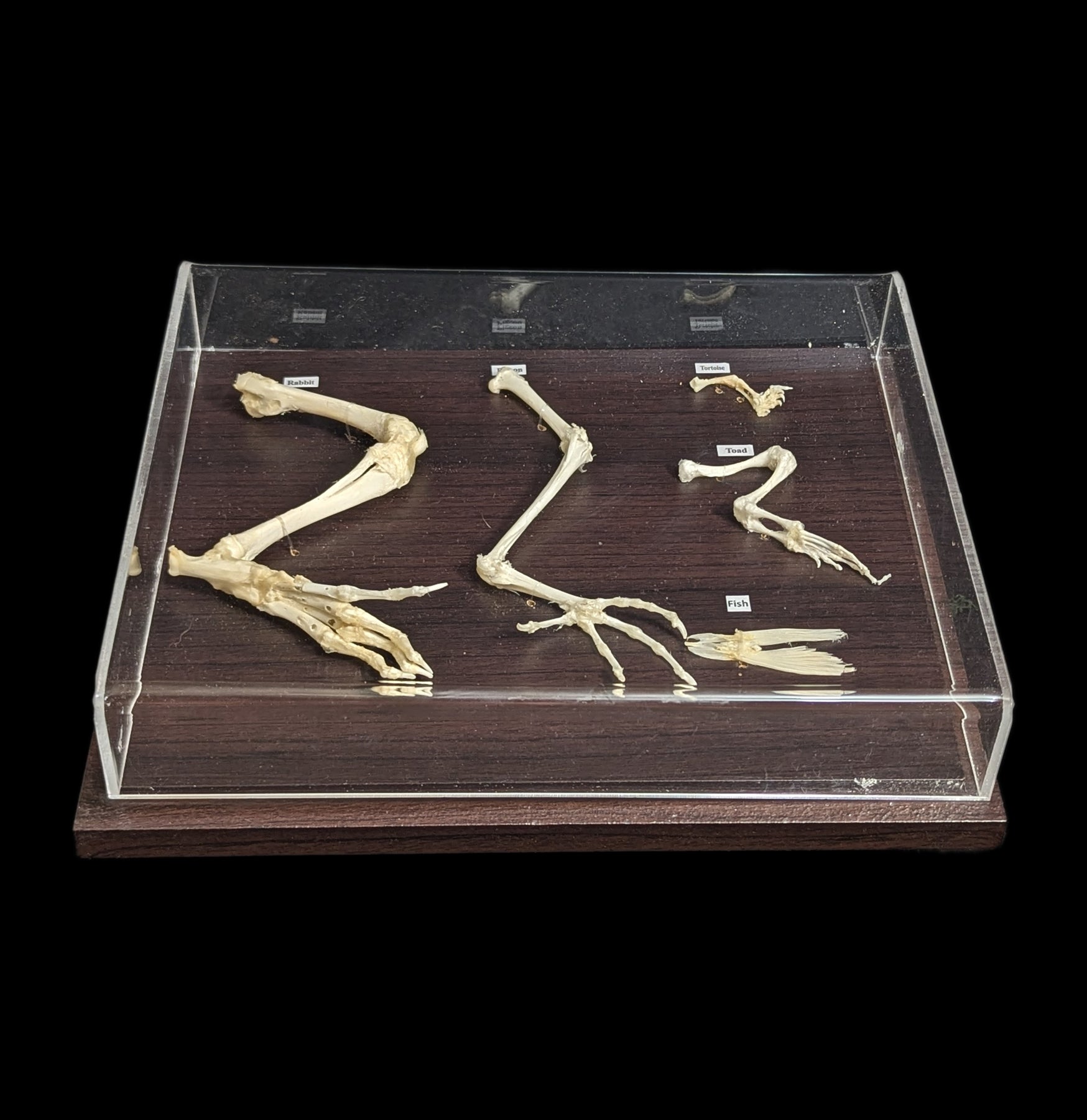 Comparative Analysis of Hind Limbs in Animals - Study Guide for Biology & Veterinary Students | Perfect for Research, Dissection Labs & Anatomy Classes