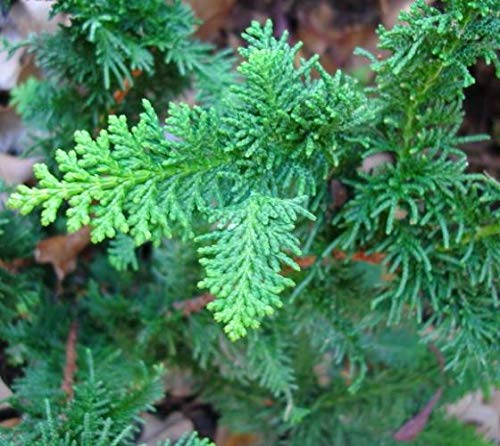 Fernspray Hinoki Cypress Live Plant - 3 Gallon Pot - Evergreen Landscape Tree for Zen Gardens, Privacy Screening & Outdoor Decor