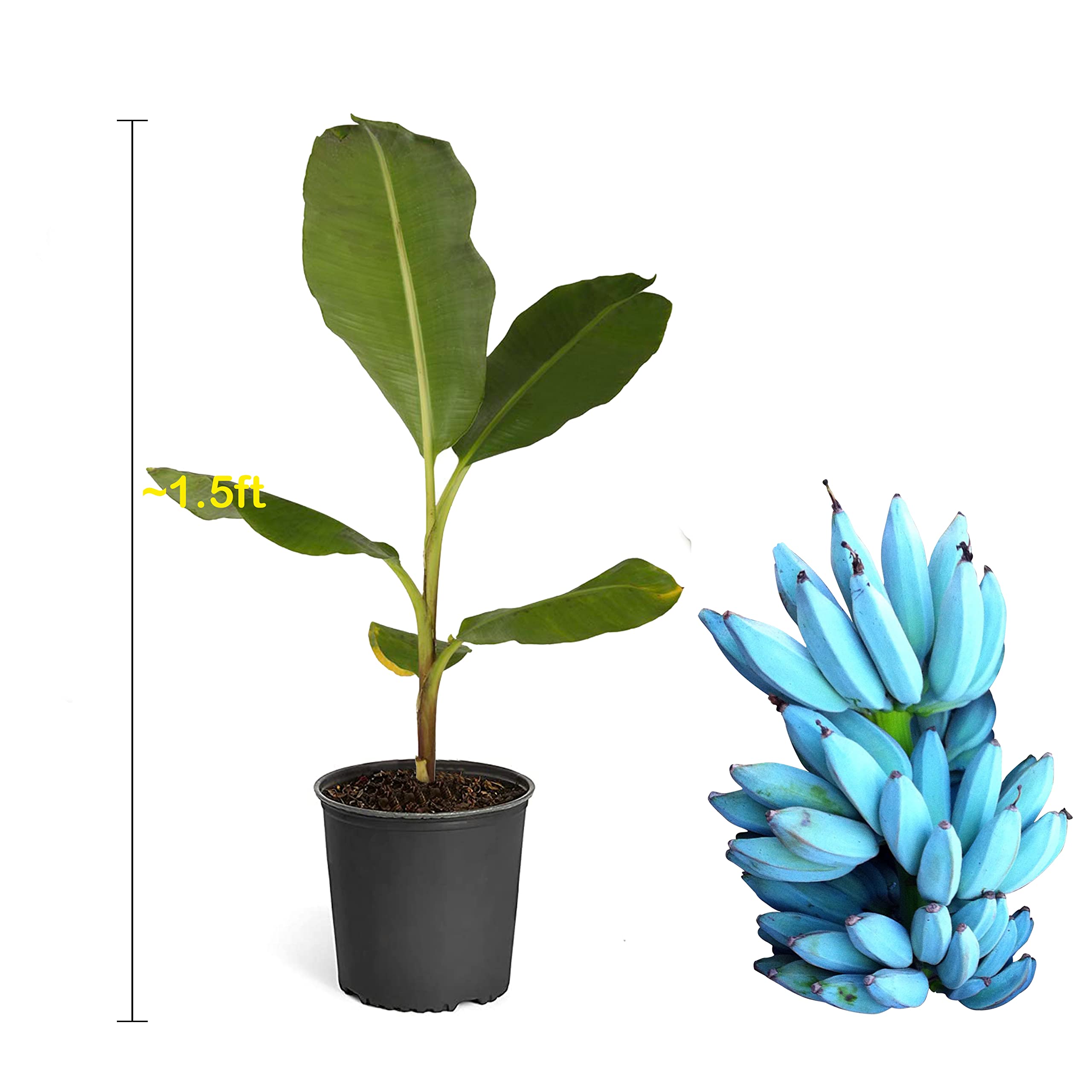 Blue Java Banana Plant (Ice Cream Banana) - 1-2 ft Tall Live Fruit Tree for Home Garden, Tropical Landscaping & Sweet Dessert Recipes