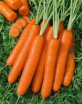 Scarlet Nantes Carrot Seeds - Heirloom Non-GMO Vegetable Seeds - Bulk 40,000 Seeds by Seed Kingdom - Perfect for Home Gardening, Organic Farming & Fresh Salads