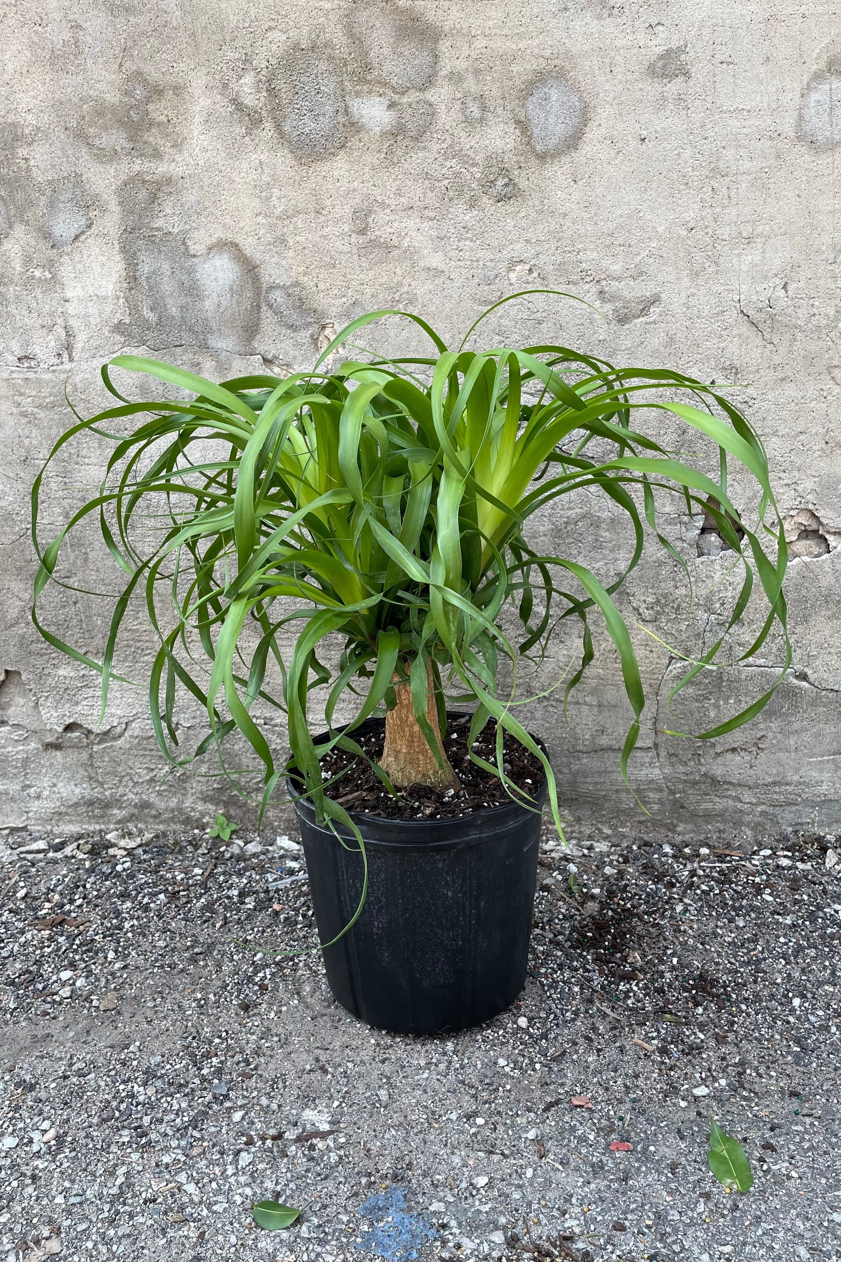 Beaucarnea Guatemalensis Ponytail Palm - 10 Inch Indoor Plant for Home & Office Decor | Perfect for Living Room, Bedroom, or Desk