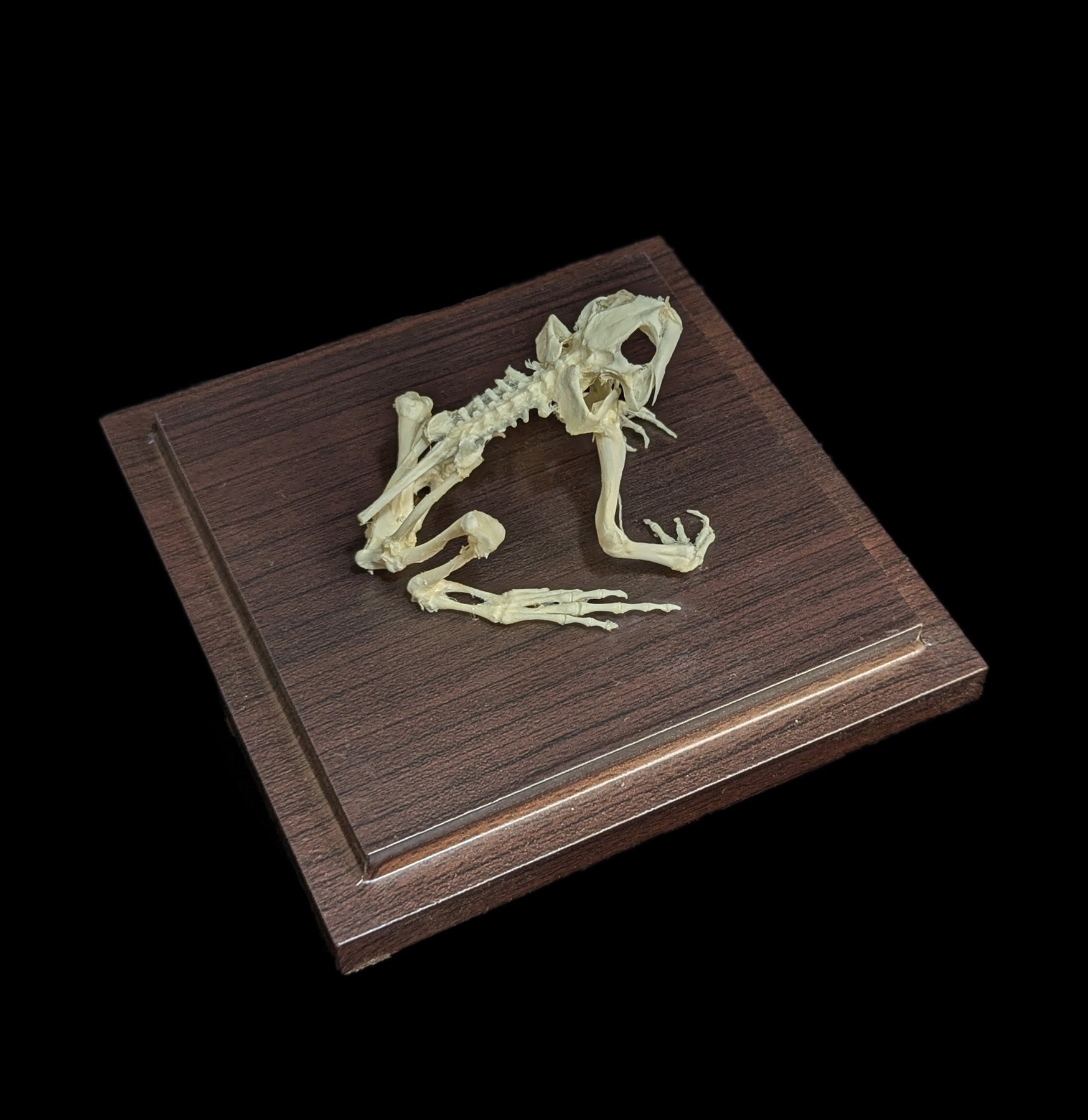 Articulated Toad Skeleton - Realistic Animal Anatomy Model for Science Education & Halloween Decor | Perfect for Biology Classrooms, Halloween Props & Gothic Home Decor