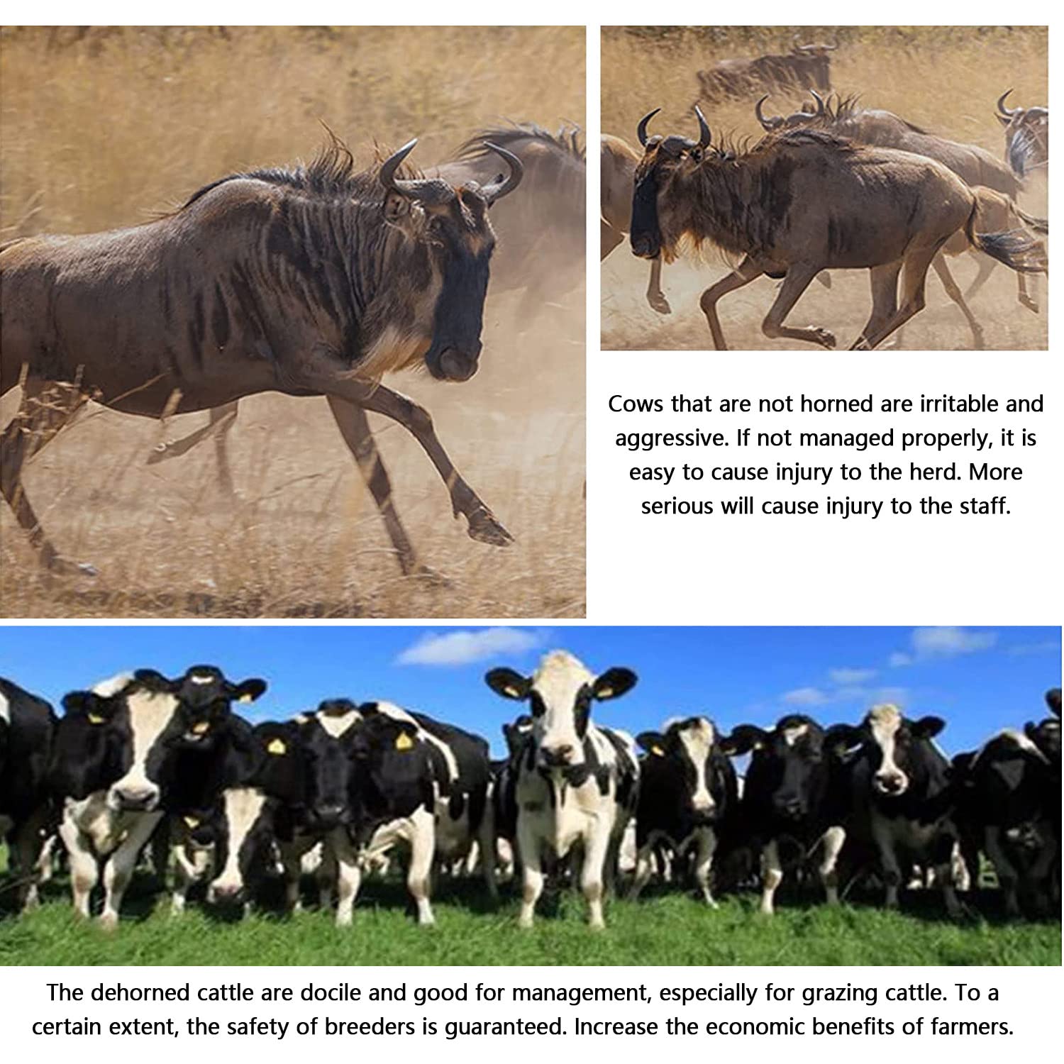 Electric Cattle Dehorner for Adult Cows & Sheep - Professional Horn Cutter Machine for Large Livestock - Safe & Efficient Horn Removal for Farms and Ranches