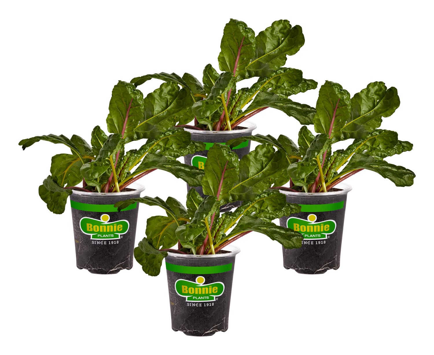 Bonnie Plants Swiss Chard 19.3 oz. 4-Pack - Fresh Leafy Greens for Salads, Soups & Healthy Cooking | Perfect for Home Gardens & Organic Recipes