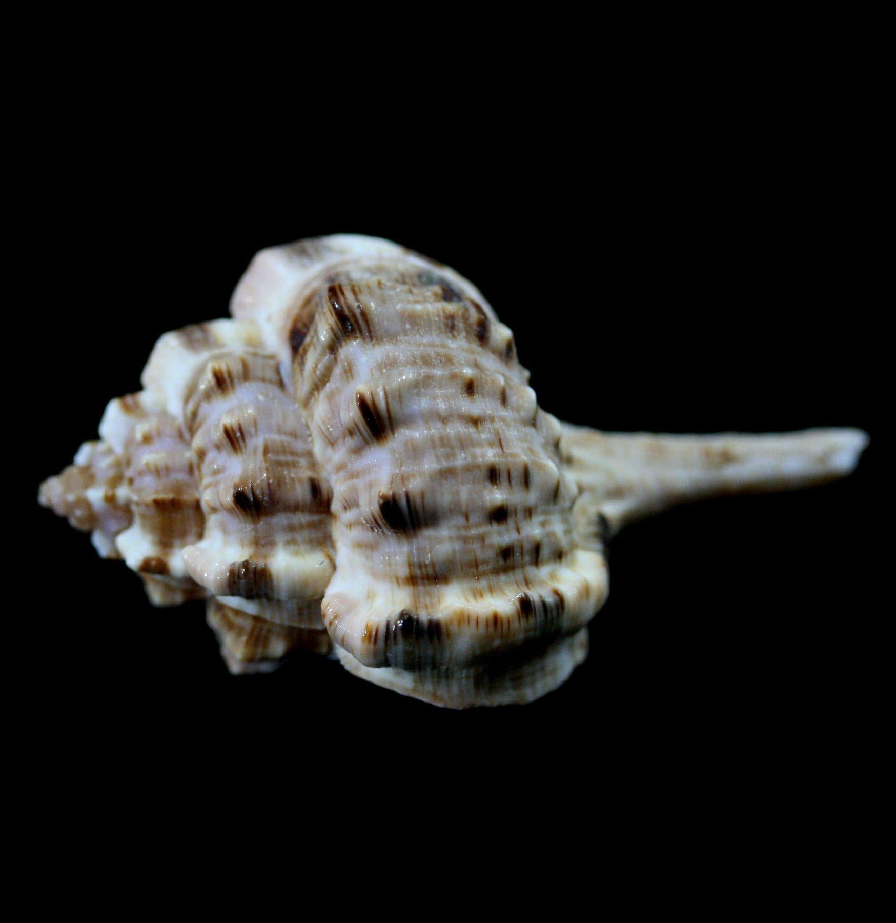 Snipe's Bill Murex Shell - Natural Seashell for Beach Decor, Coastal Home Decor, Shell Collection - Perfect for Beach Themed Parties, DIY Crafts, and Marine Life Displays